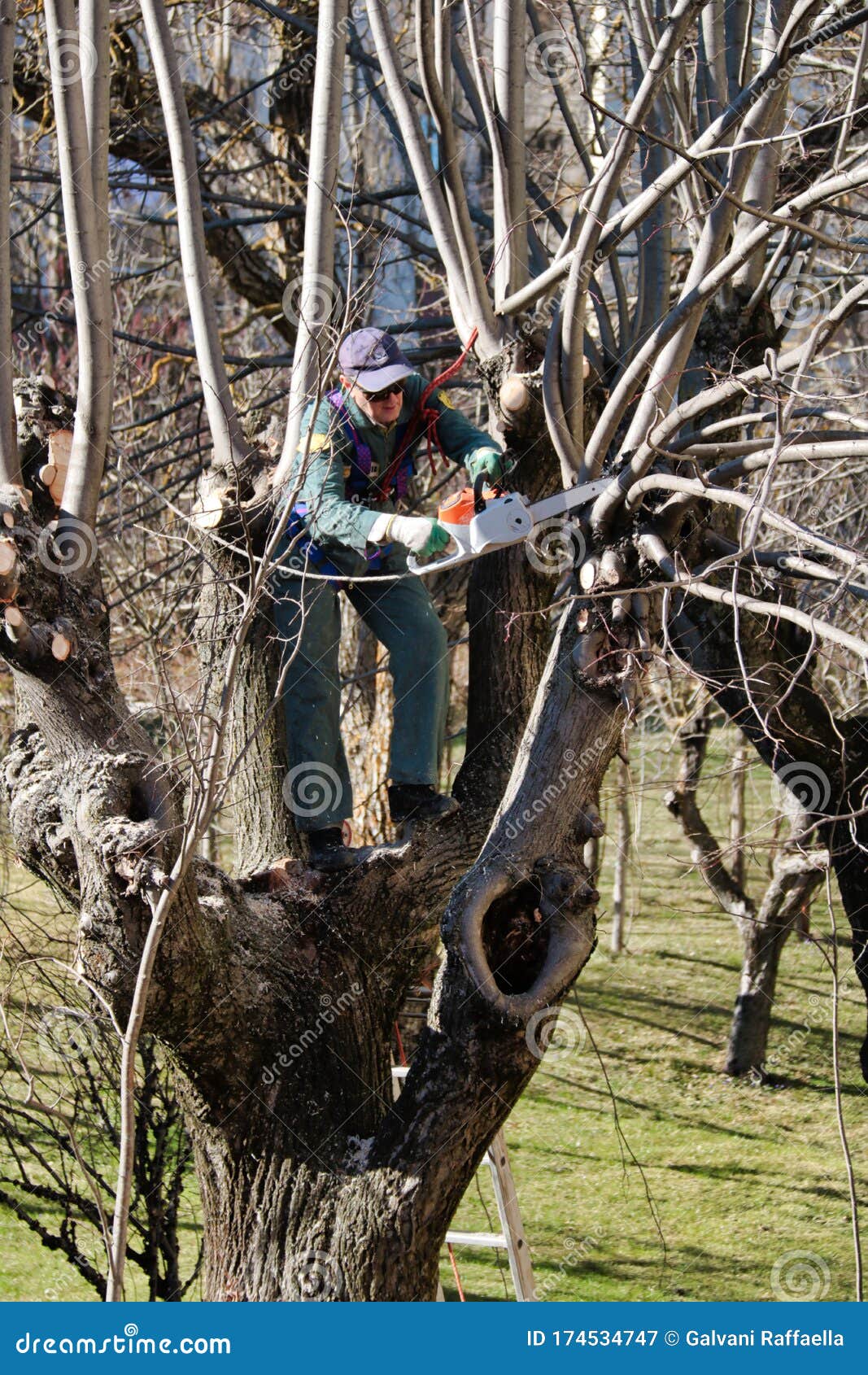 Femme Jardinier En Gants Avec Scie De Jardin Coupant Une Branche Sèche Sur  Un Pommier Avec