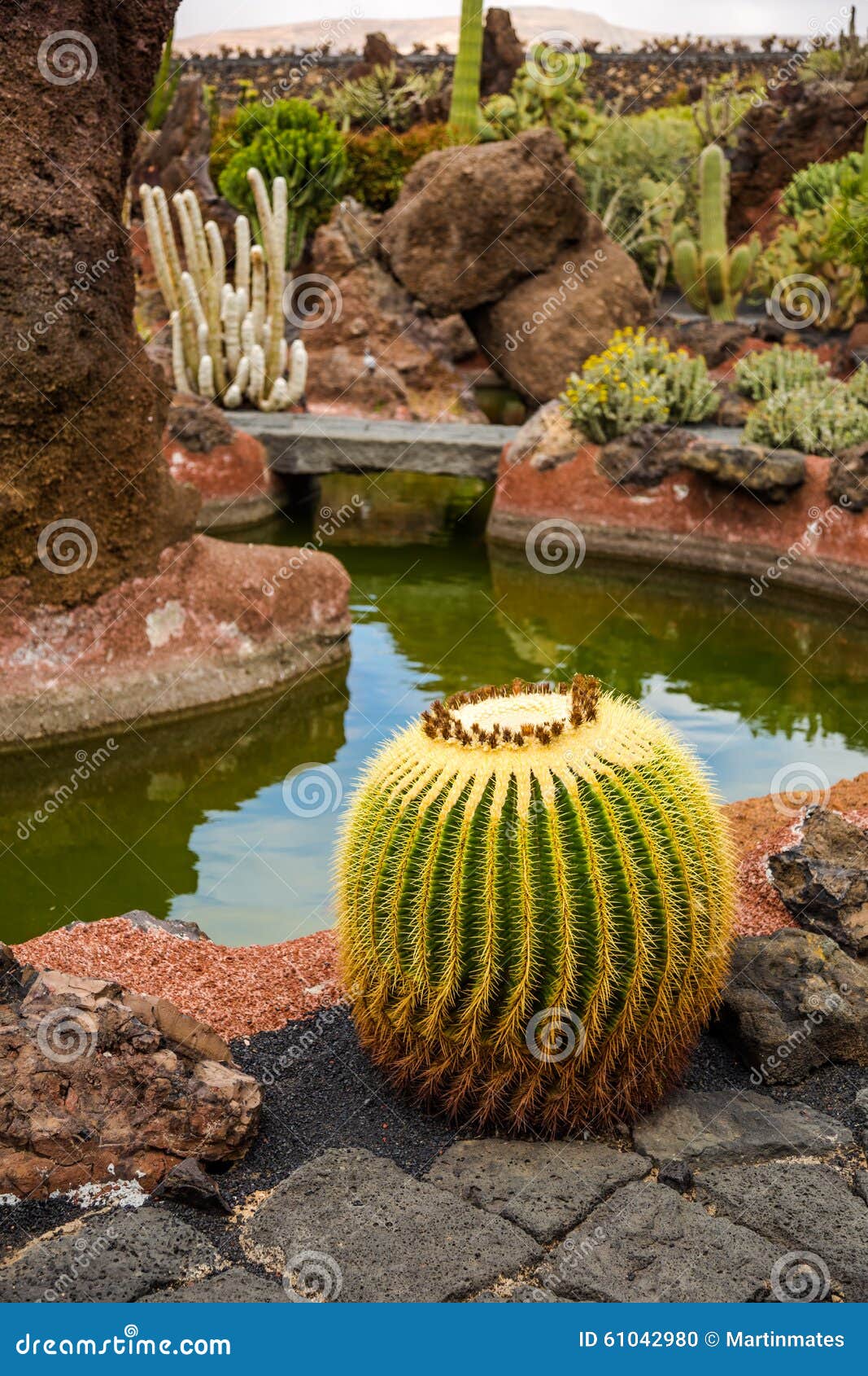 jardÃÂ­n de cactus de lanzarote