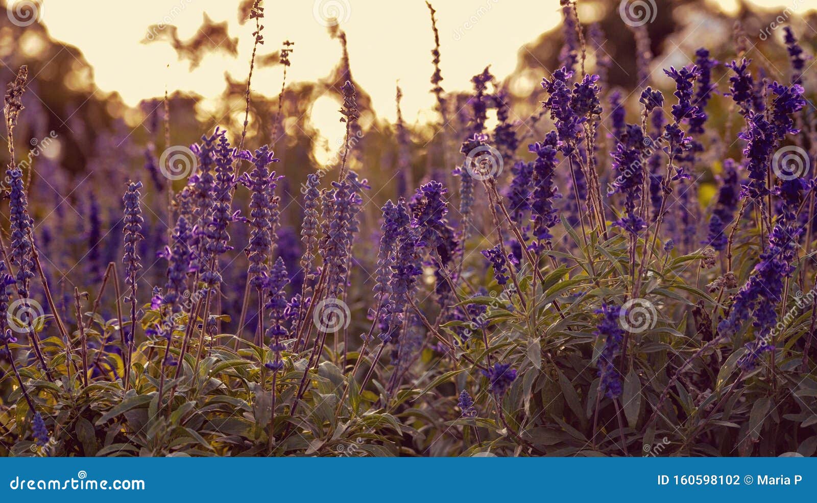 jardÃÂ­n rosedal botÃÂ¡nico campo de flores de lavanda naturaleza aire libre plantas aromÃÂ¡ticas