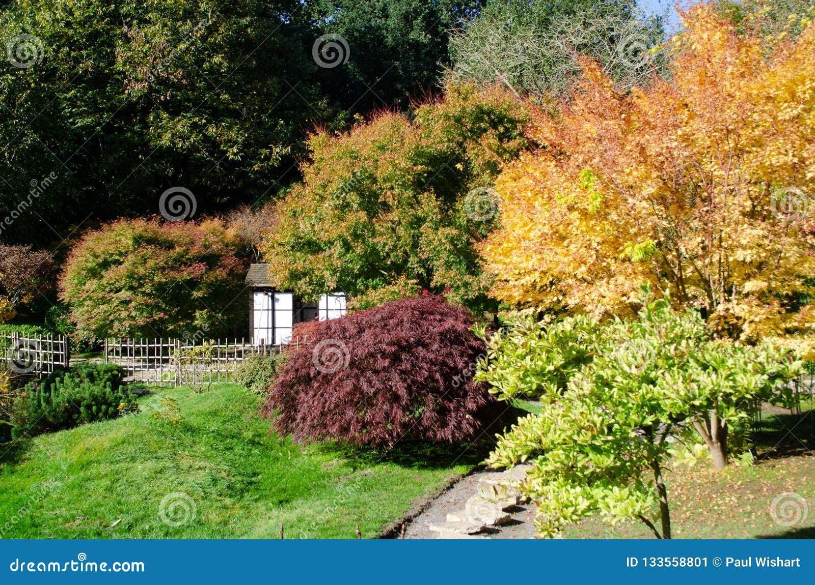 Jardín del estilo japonés en Inglaterra con los árboles grandes de Acer