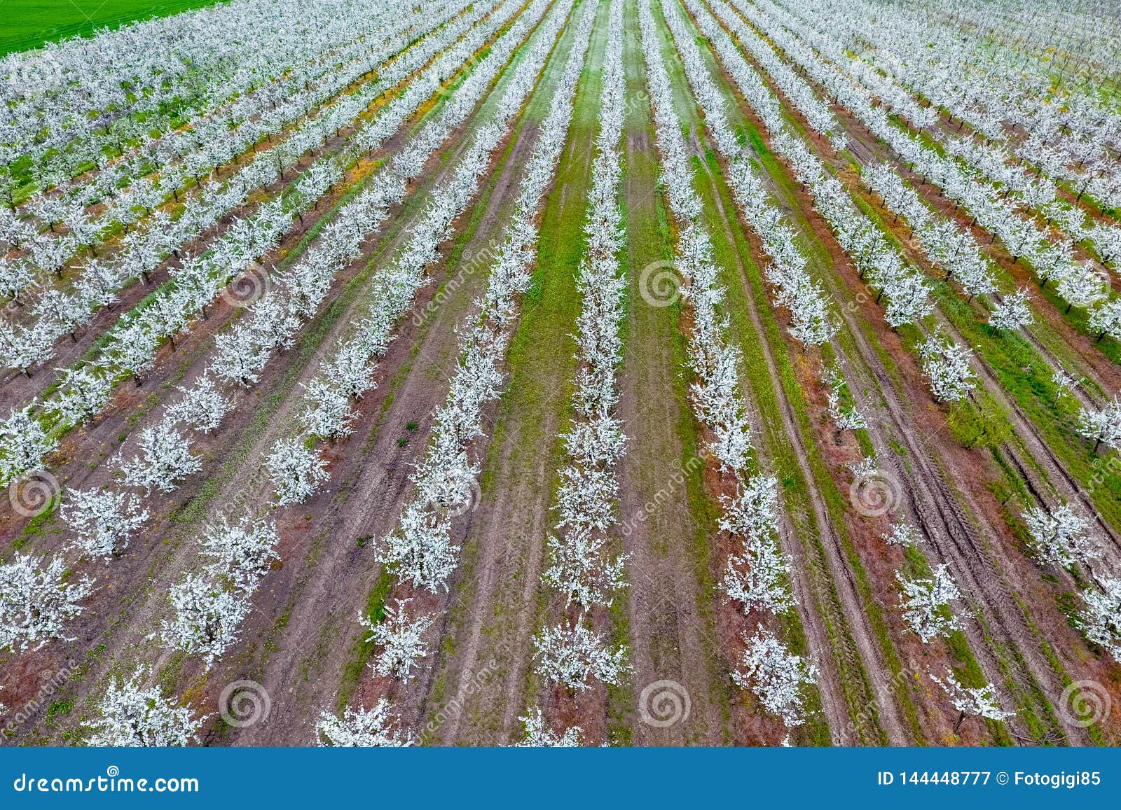 Jardín joven floreciente del ciruelo Palmo del abej?n sobre el jard?n floreciente del ciruelo. Blossoming young plum garden, top view. Span of the drone over the plum blooming garden