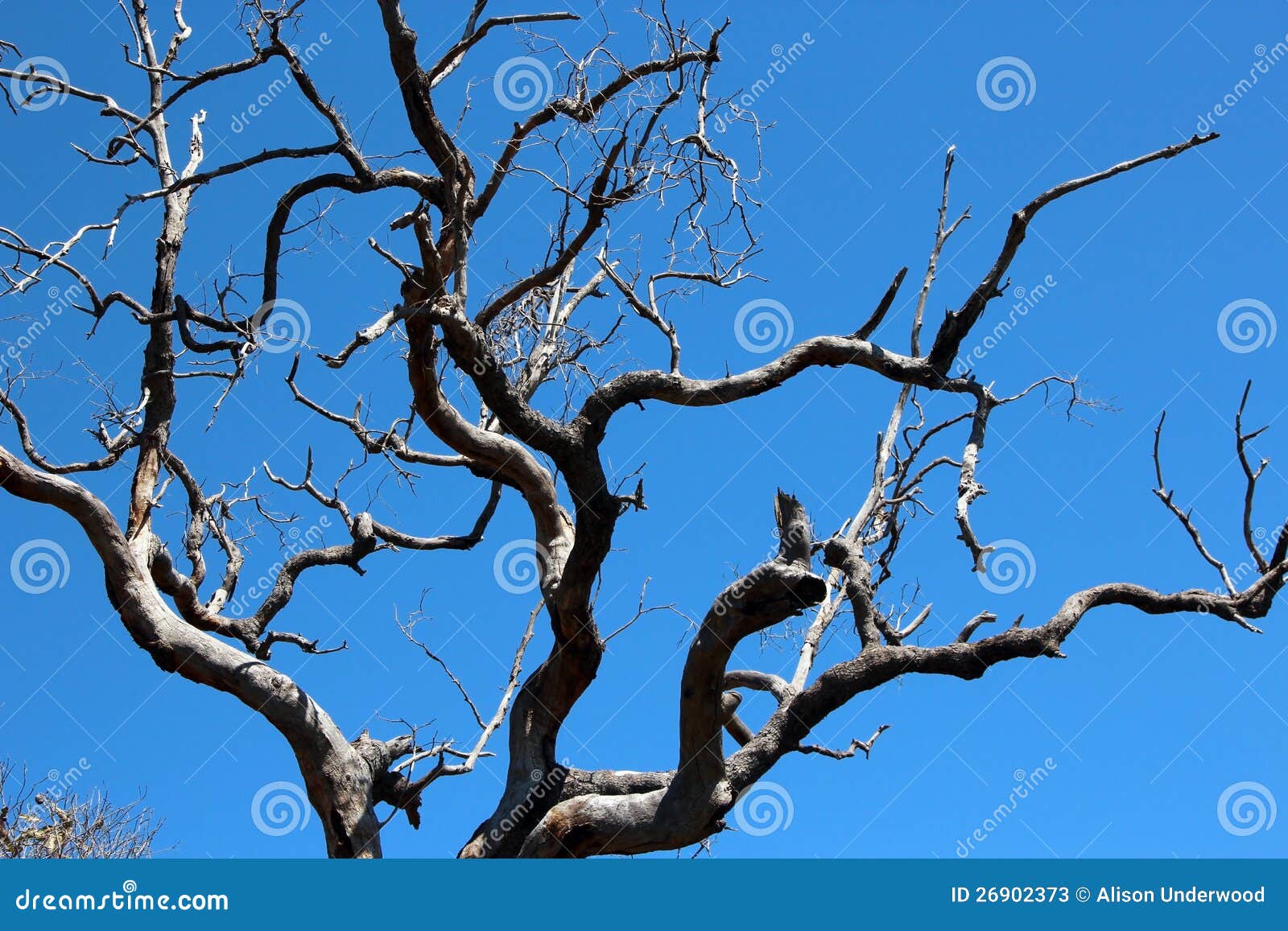 Jarrah Dieback In Gum Tree RoyaltyFree Stock Photography