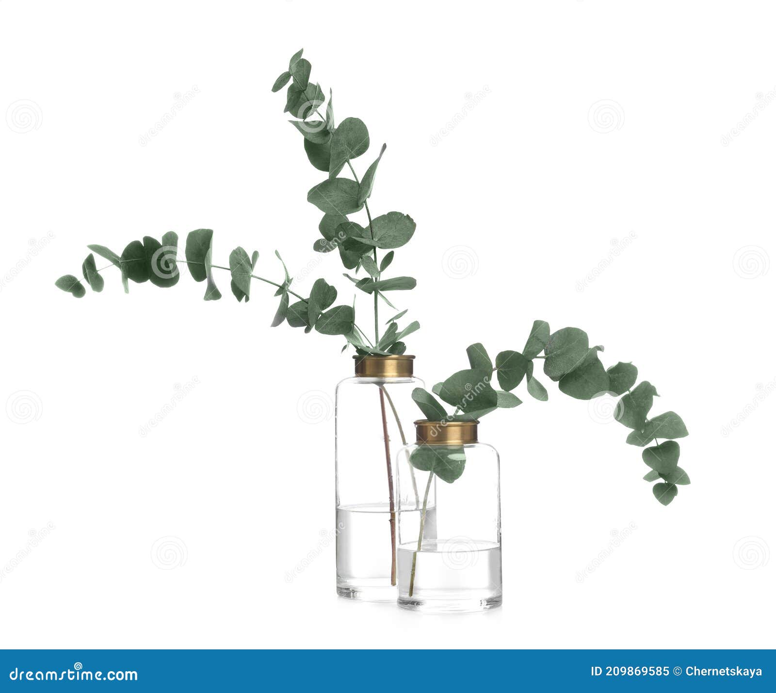 Jarrones Con Bellas Ramas De Eucalipto Sobre Fondo Blanco Imagen de