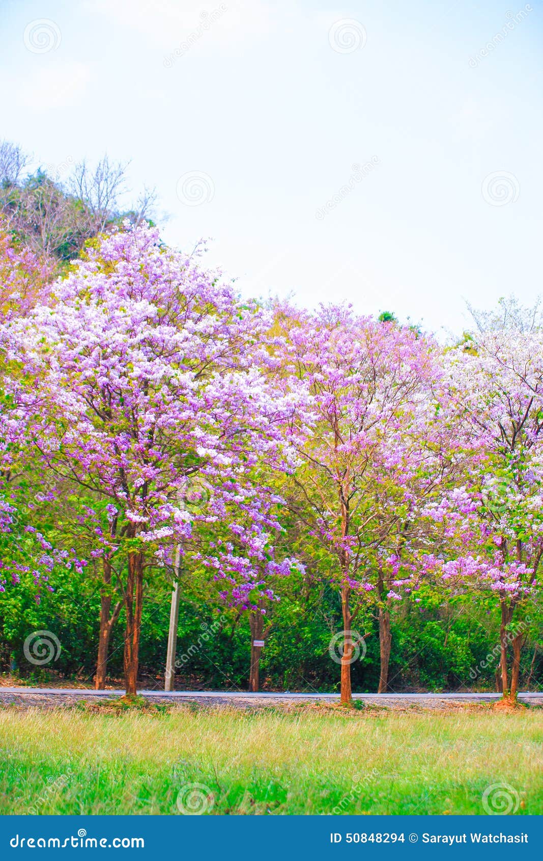Jarul flower stock photo. Image of pride, jarul, india 50848294