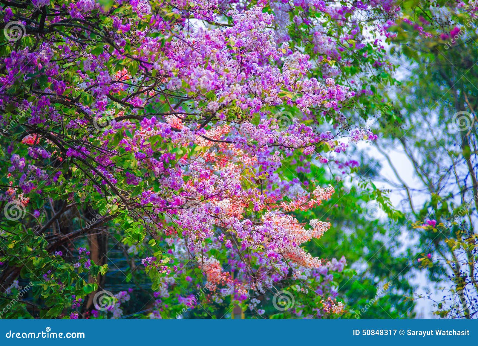 Jarul flower stock image. Image of tree, flora, branch 50848317