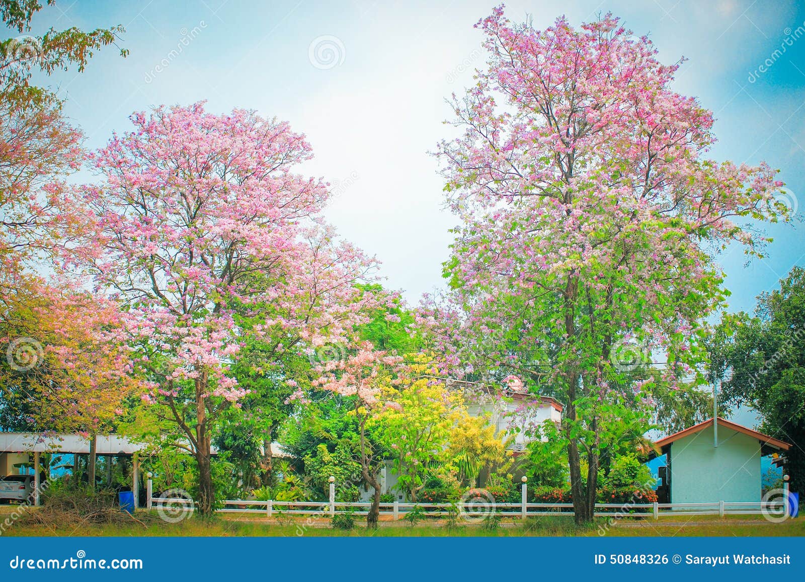 Jarul flower stock photo. Image of grass, branch, flora 50848326