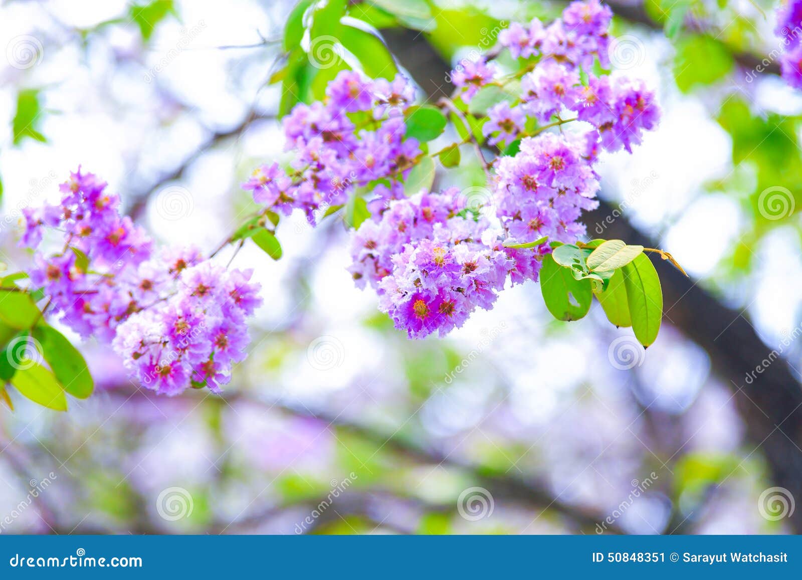 Jarul flower stock image. Image of flora, branch, jarul 50848351