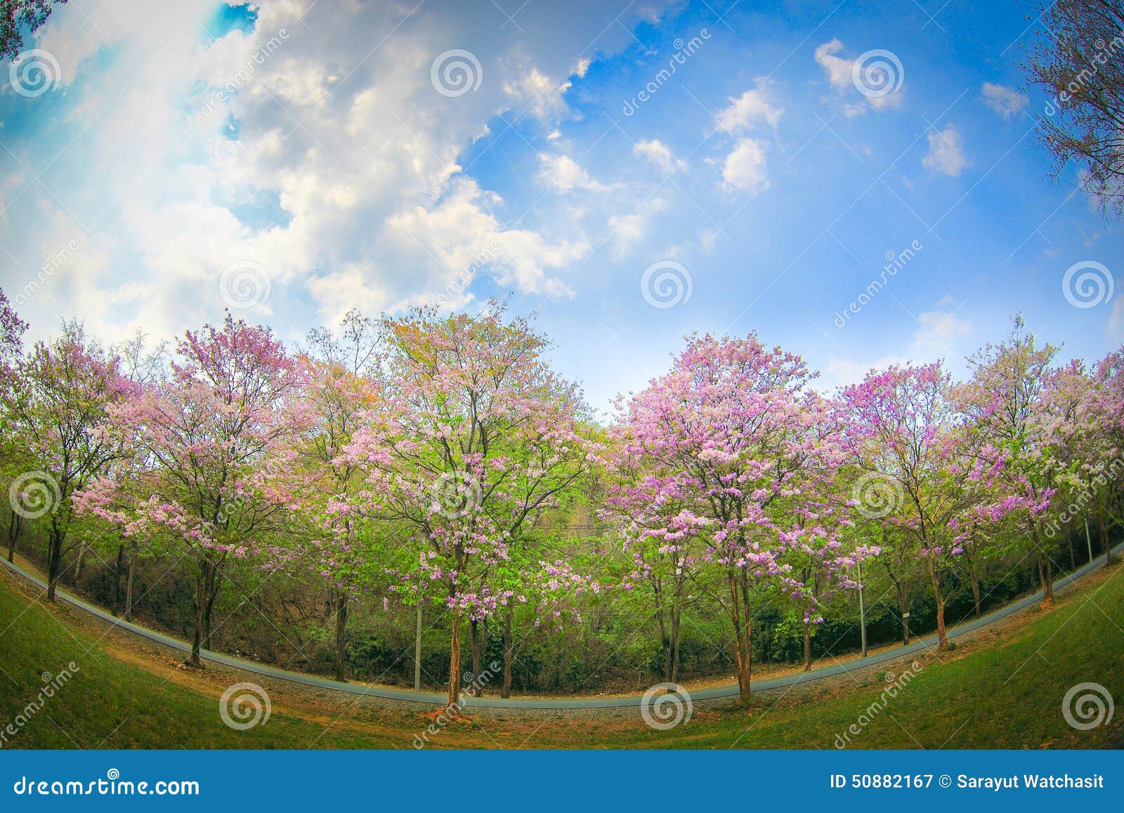 Jarul flower stock image. Image of queens, jarul, india 50882167