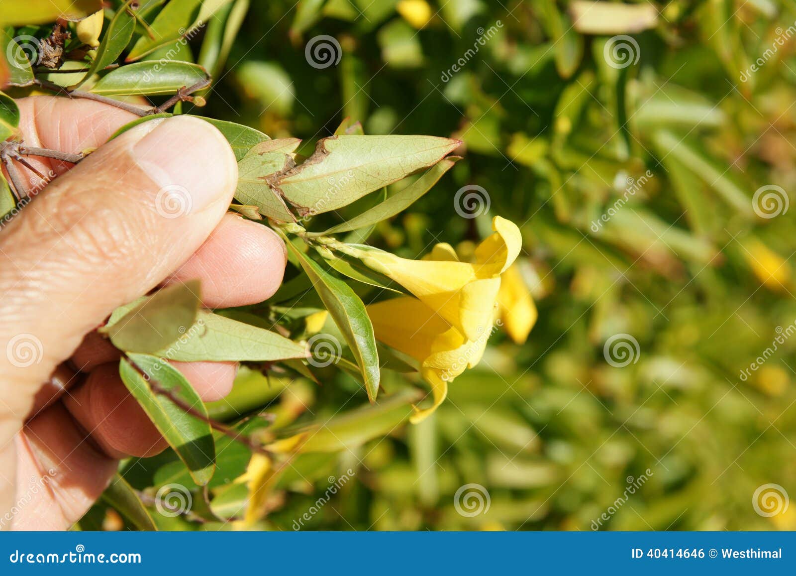 Jasmim Amarelo De Carolina, Sempervirens Do Gelsemium Foto de Stock -  Imagem de falso, planta: 40414646