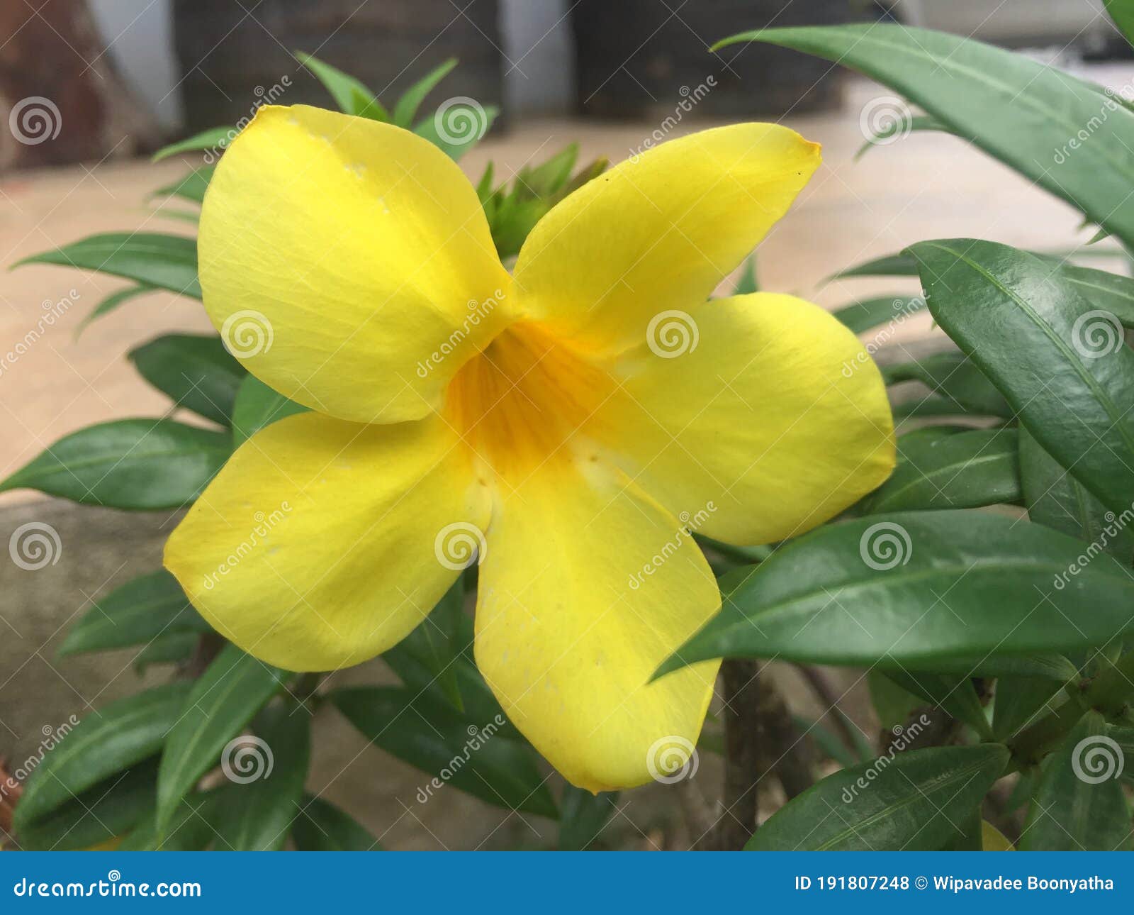 Jasmim Amarelo Italiano Lindo Amarelo Foto de Stock - Imagem de mola,  bonito: 191807248