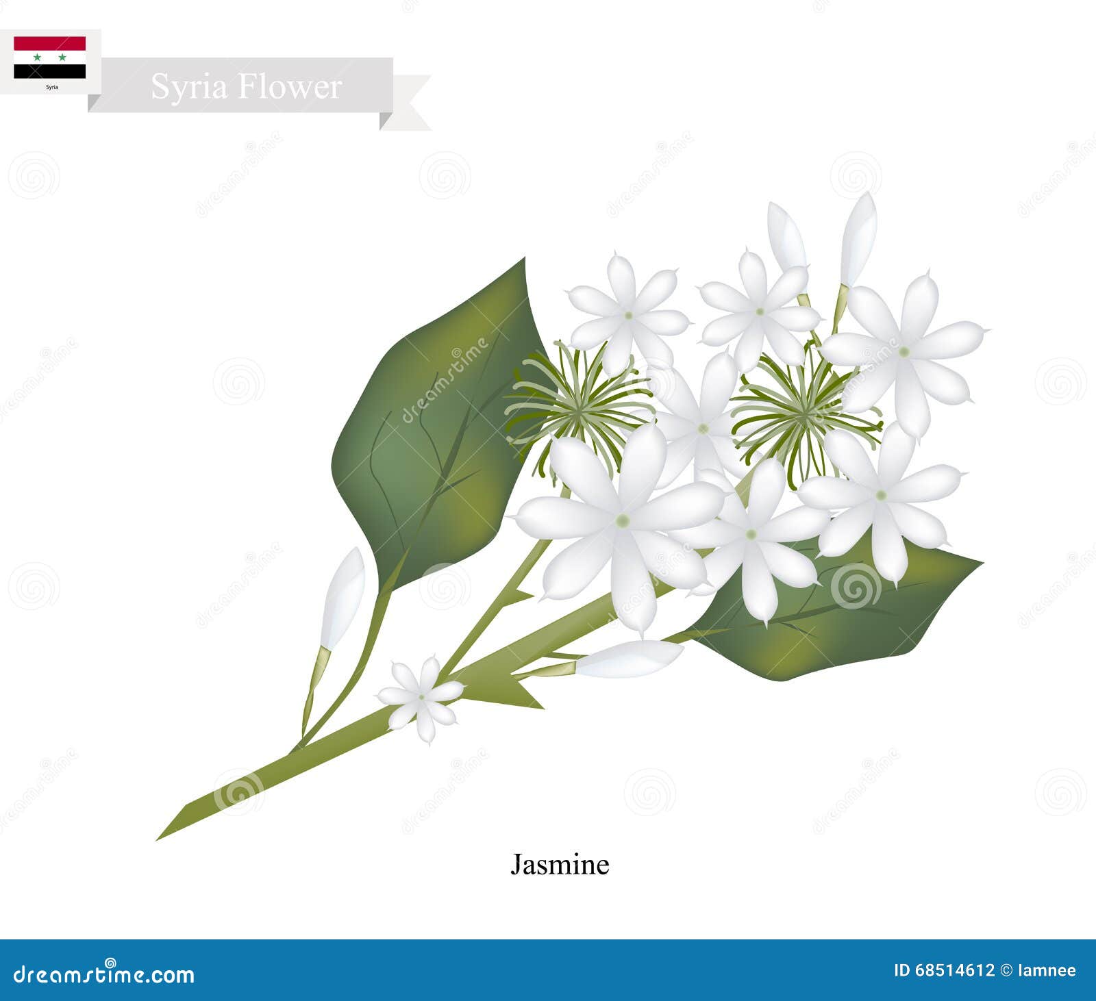 Jasmim Branco A Flor Nacional De Siria Ilustracao Do Vetor Ilustracao De Flor Jasmim 68514612