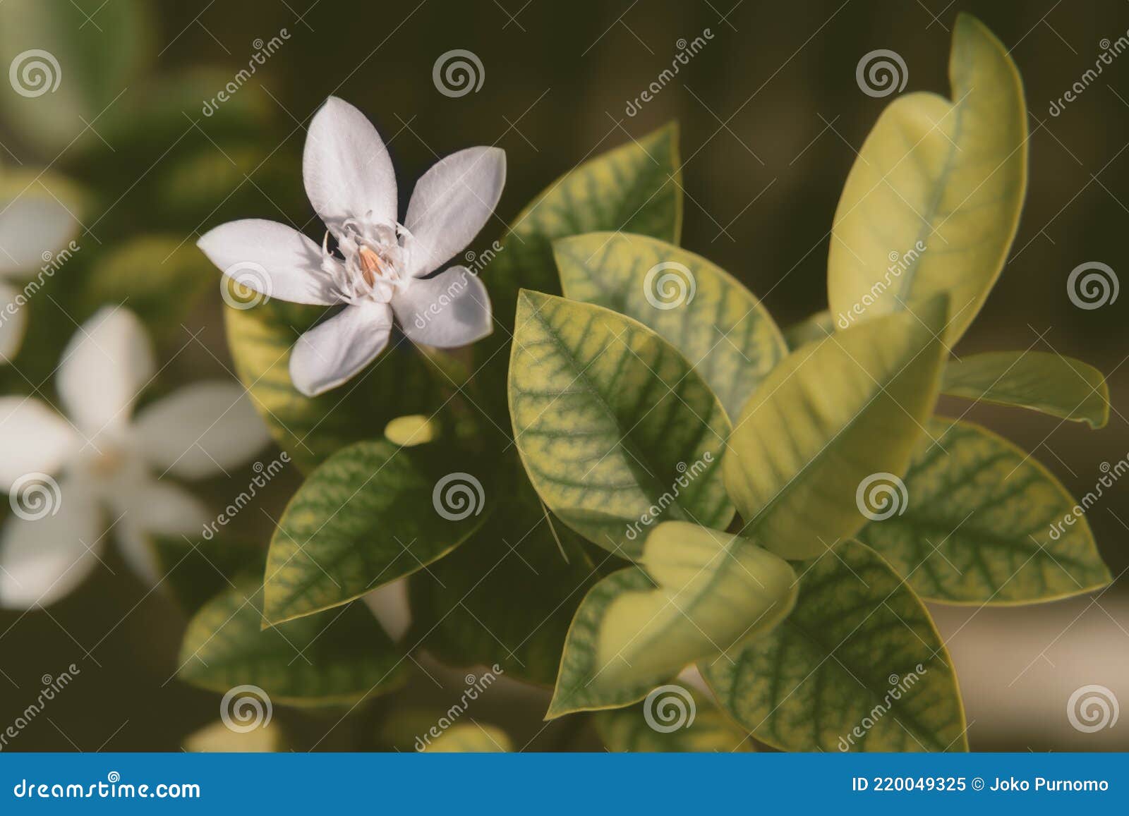 Jasmim branco na árvore imagem de stock. Imagem de flora - 220049325