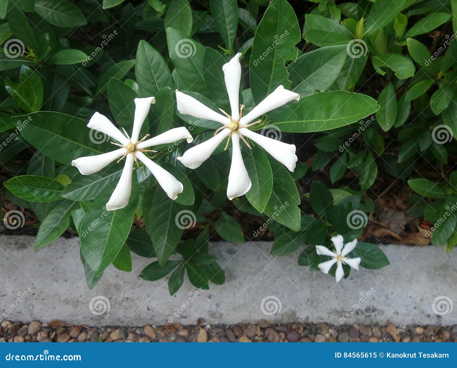 Jasmim De Cabo Perfumado Branco No Jardim Imagem de Stock - Imagem de capa,  perfumado: 84565615