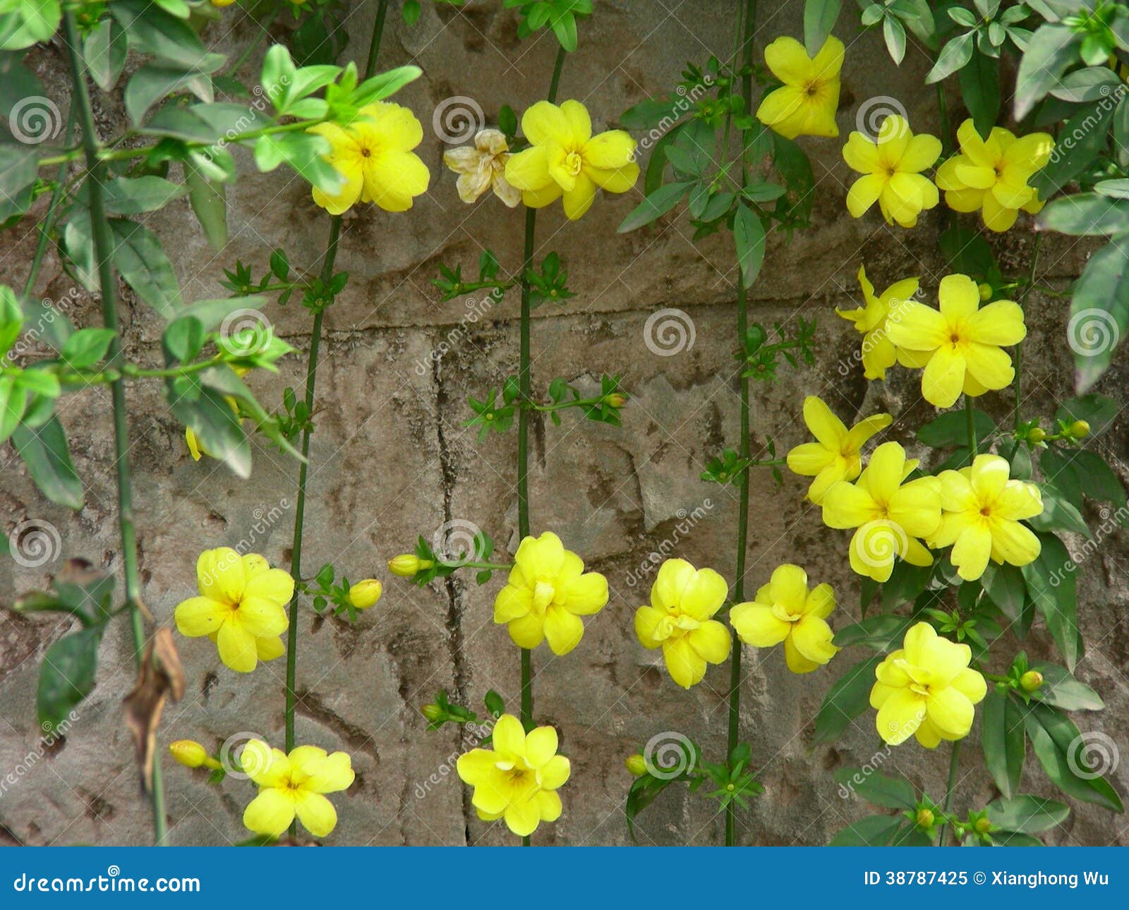 Jasmim De Inverno Com Flores Amarelas Imagem de Stock - Imagem de verde,  beleza: 38787425