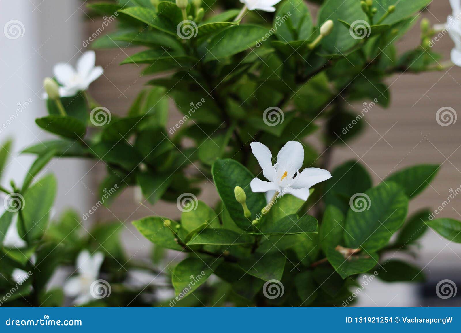 Jasmim De Noite Ou Flor Branca Da Pétala Com Bom Cheiro Foto de Stock -  Imagem de verde, exterior: 131921254