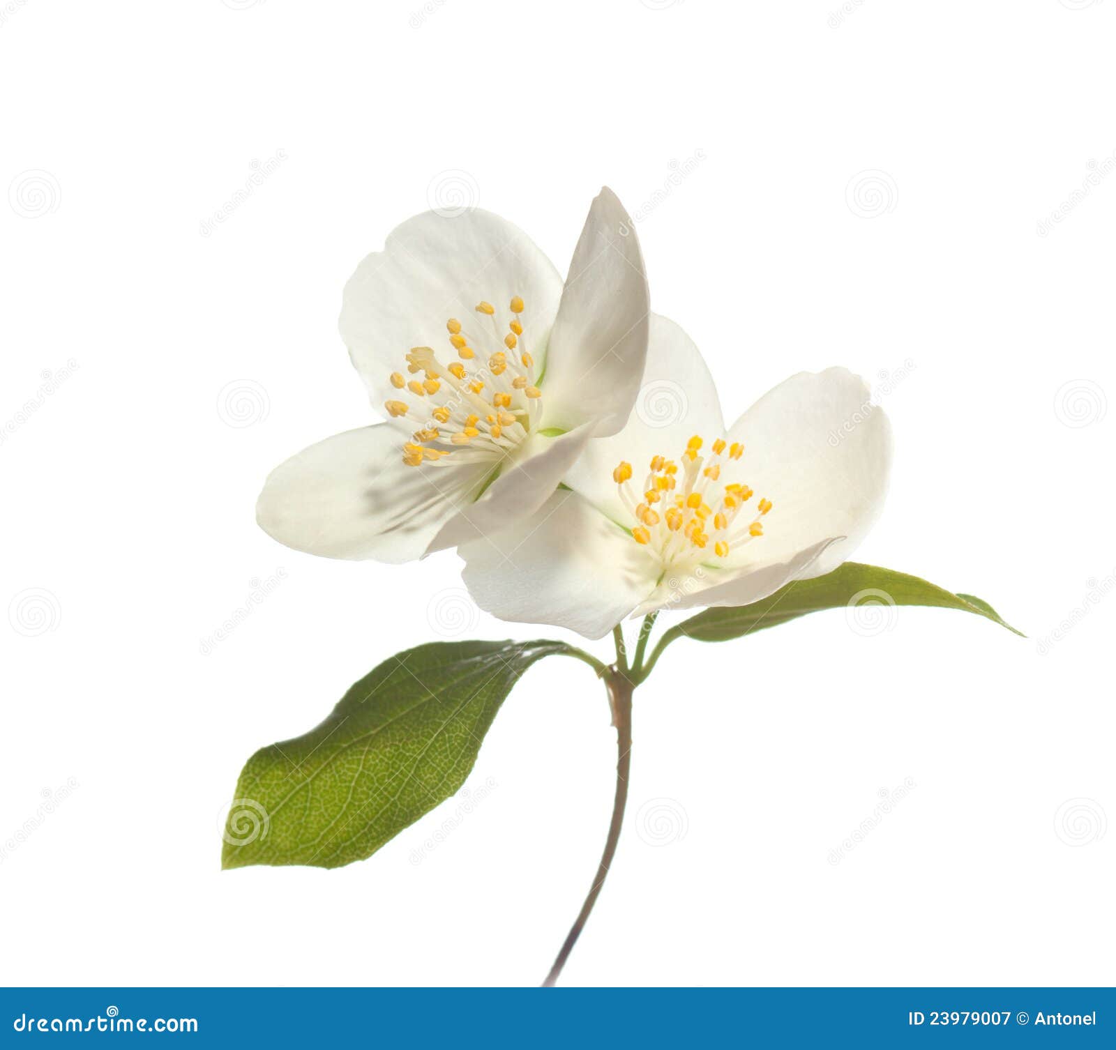 Jasmin flowers stock image. Image of nature, head, green 23979007
