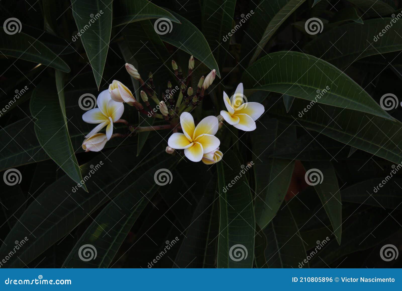 jasmin-manga em fono no meio de uma area de jardim