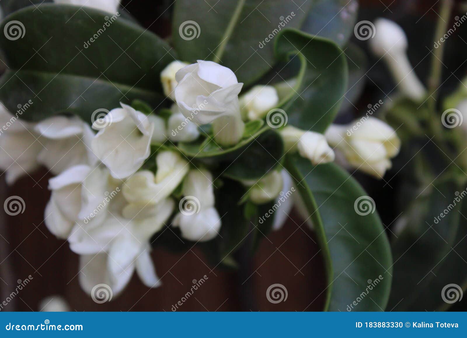 jasmin`s flowers, touch of spring