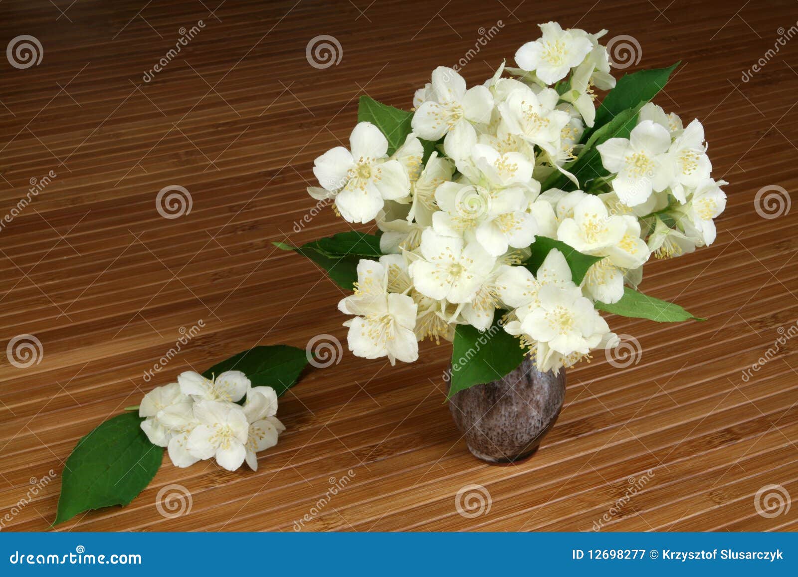 Jasmine stock image. Image of botany, botanic, decoration - 12698277