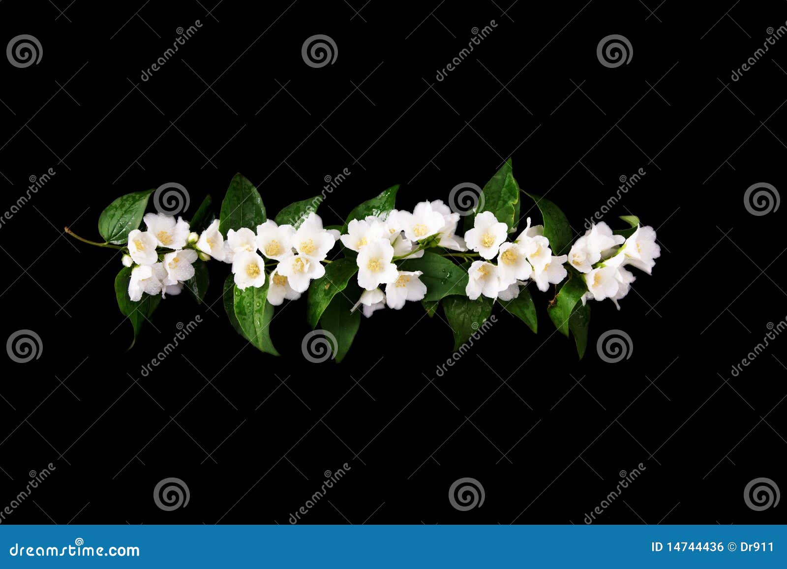 Jasmine stock photo. Image of drop, jessamine, floral - 14744436 Jasmine stock photo. Image of drop, jessamine, floral - 14744436