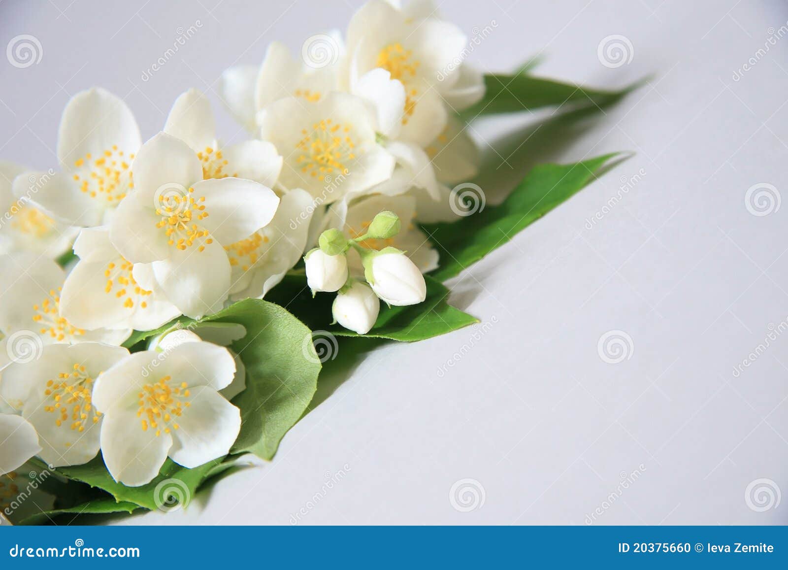 Jasmine stock photo. Image of beautiful, branch, celebration - 20375660