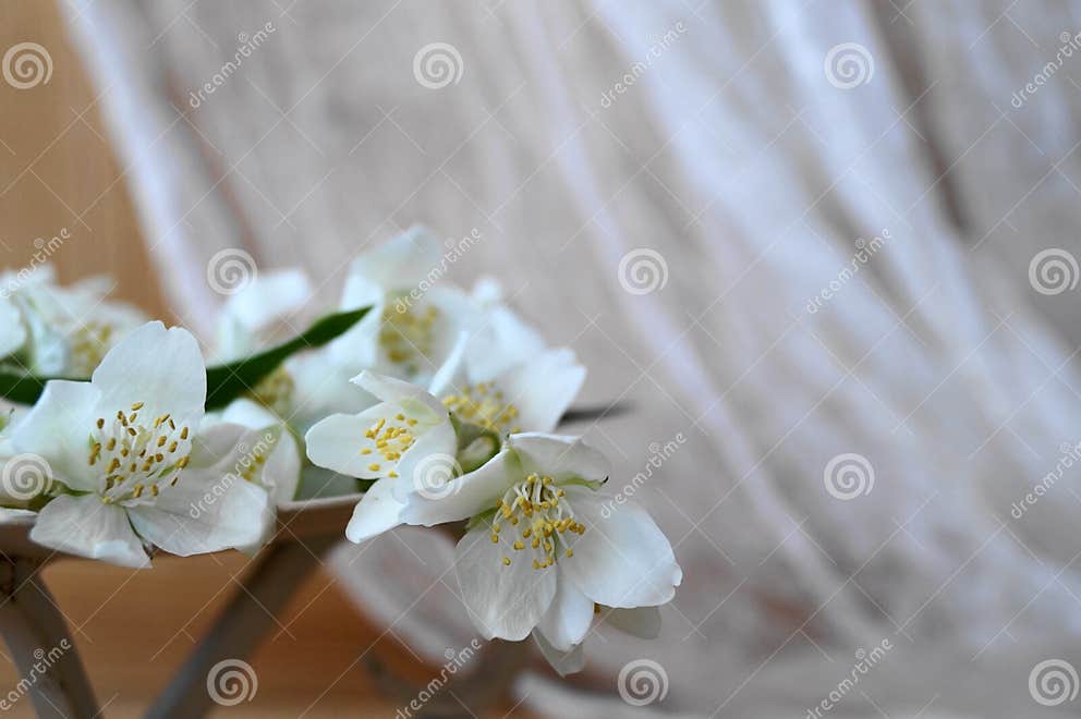 Jasmine arrangement stock photo. Image of leaves, arrangement - 72804666