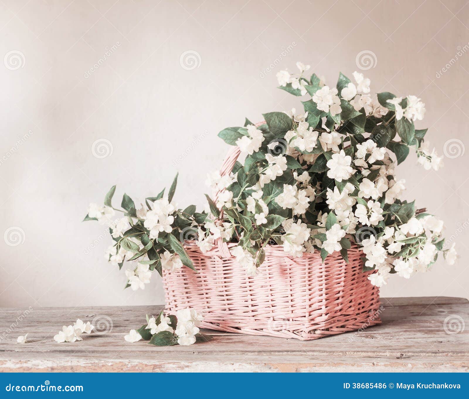 Jasmine in Basket on White Background Stock Photo Image of garden