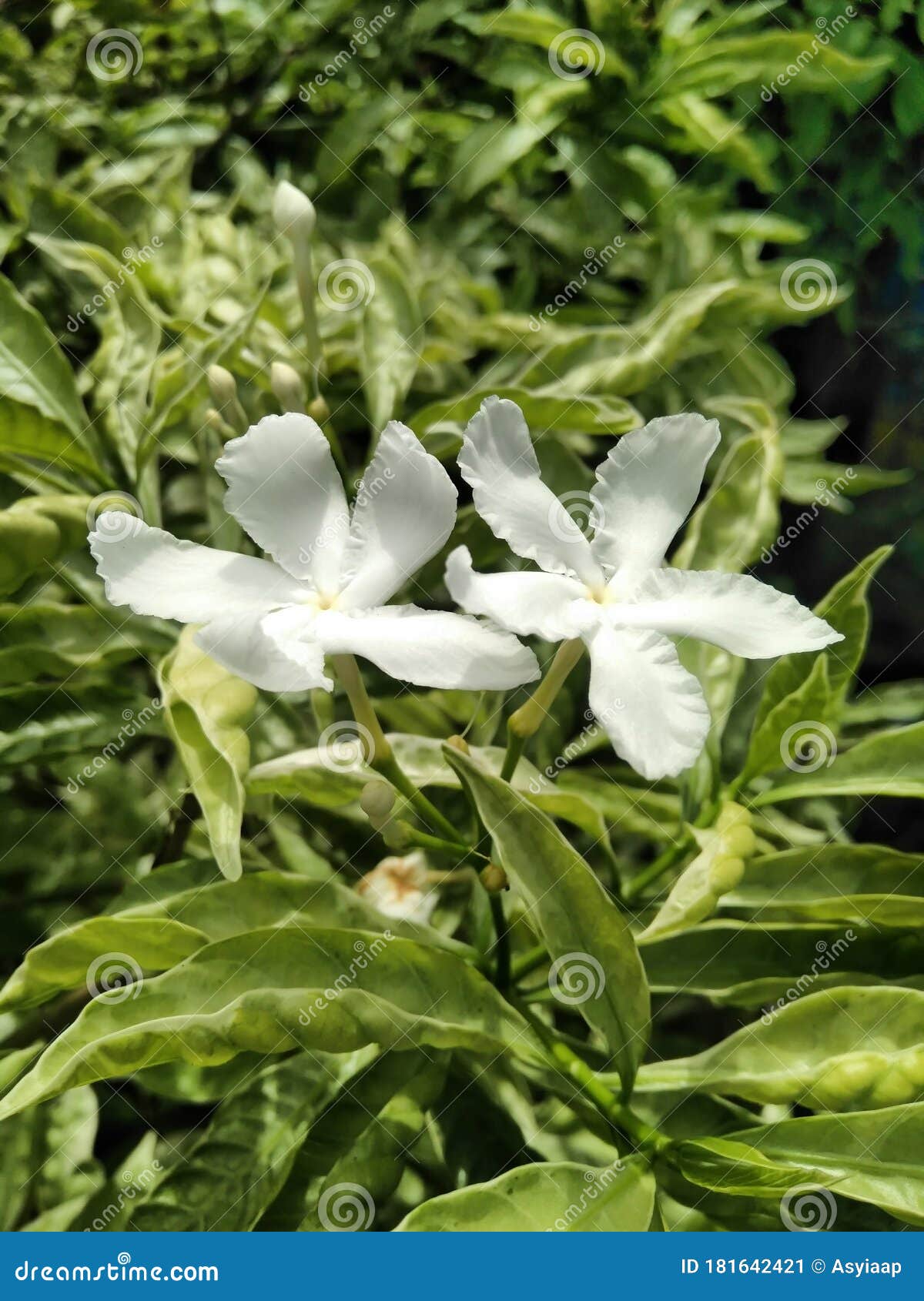 Jasmine blossoms stock image. Image of tree, flower 181642421
