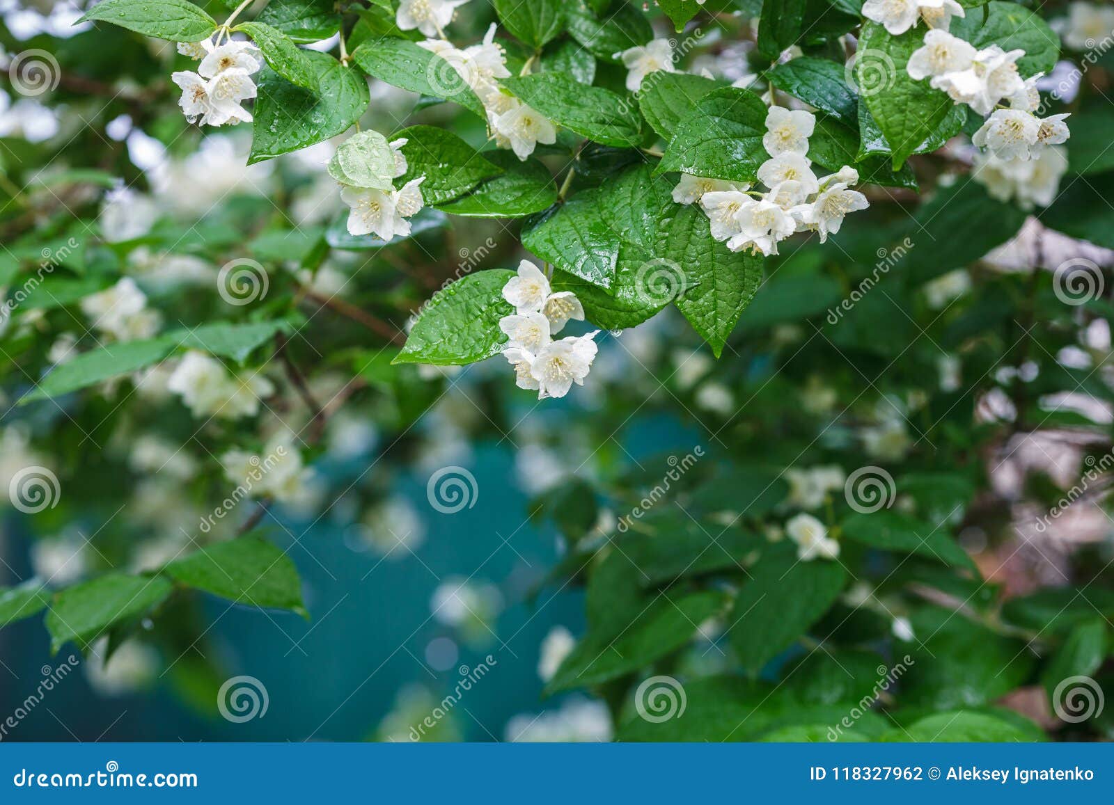 Jasmine. Branch of Blossoming Jasmine Stock Photo Image of glow