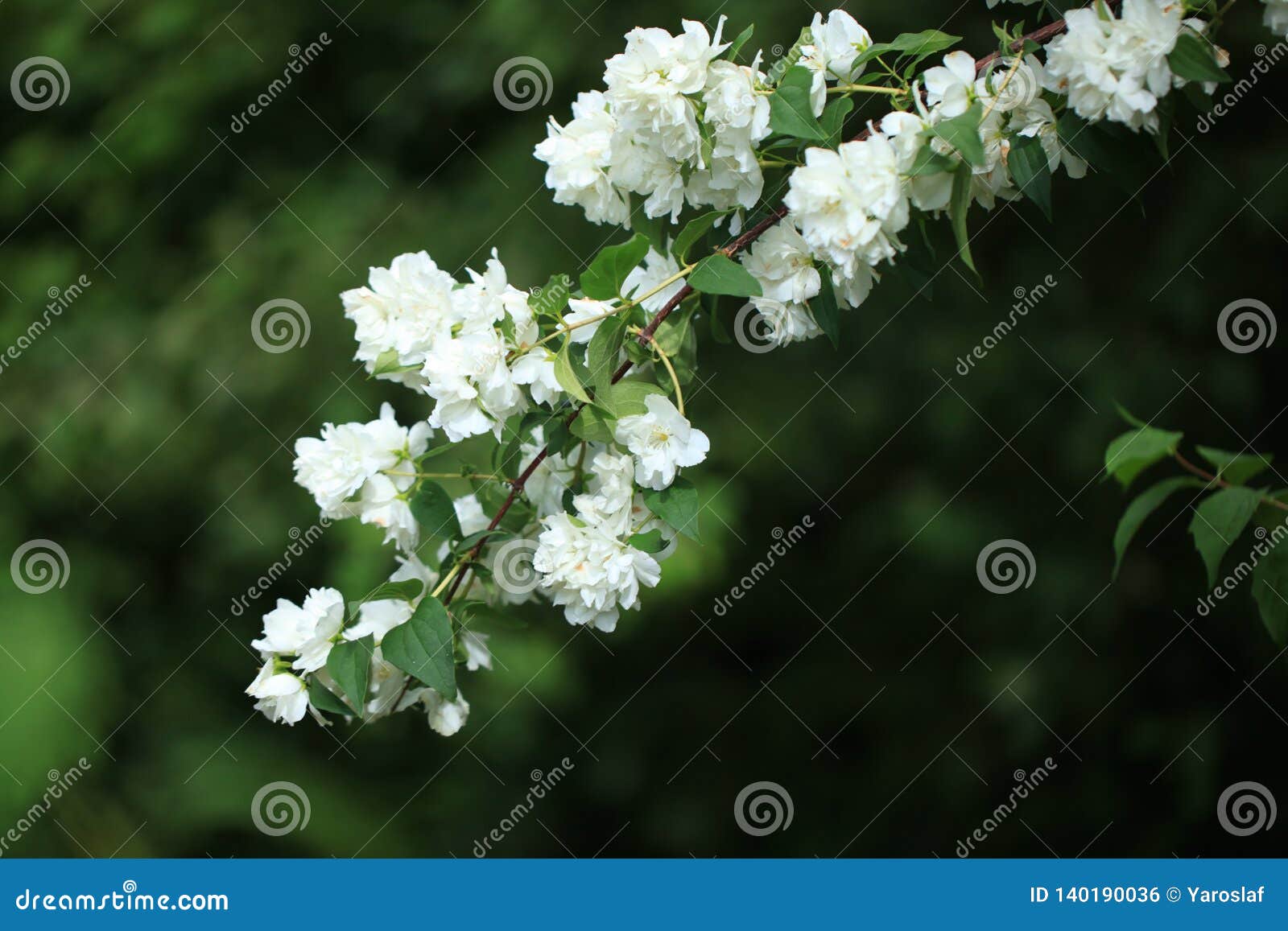 Jasmine Branch Background of Greenery Stock Photo Image of jasmin