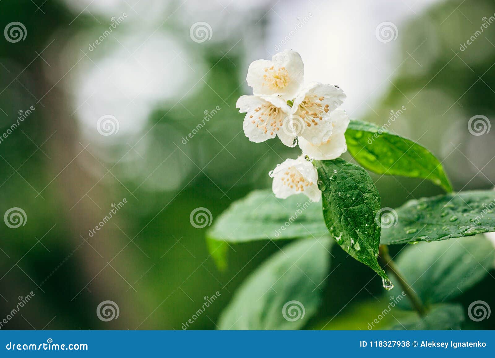 Jasmine. Branch of Blossoming Jasmine. Stock Photo Image of bokeh