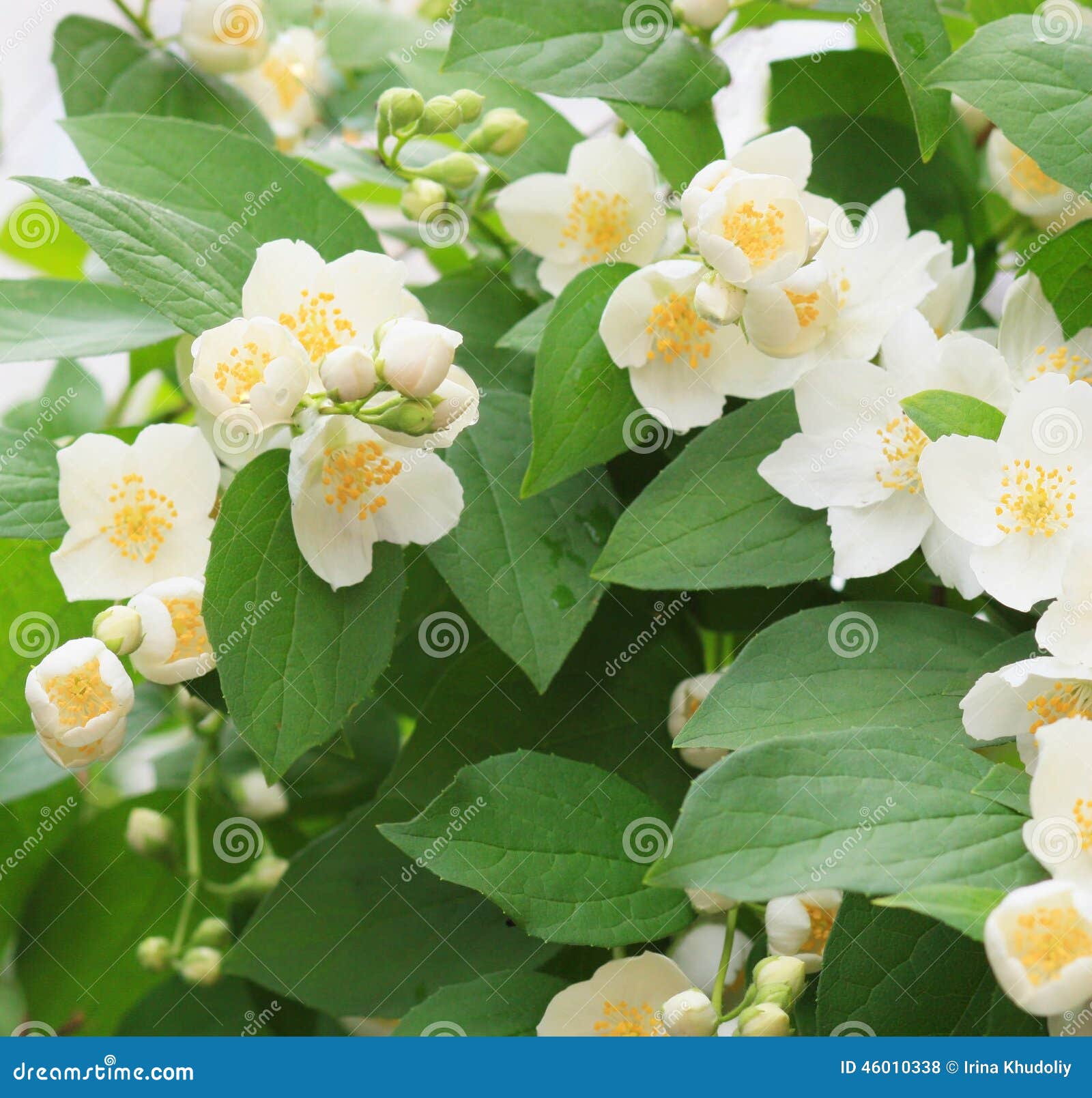 Jasmine bush stock photo. Image of focus, green, small 46010338