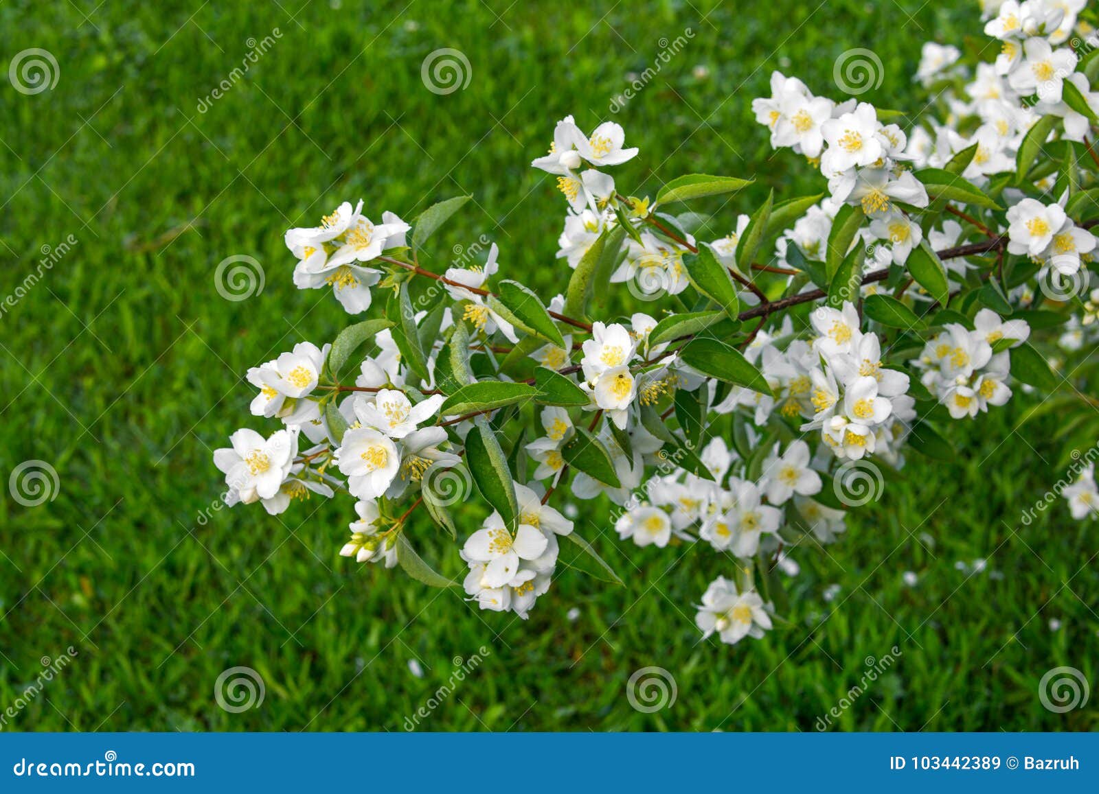 Jasmine bush stock image. Image of jasmine, nature, beautiful 103442389