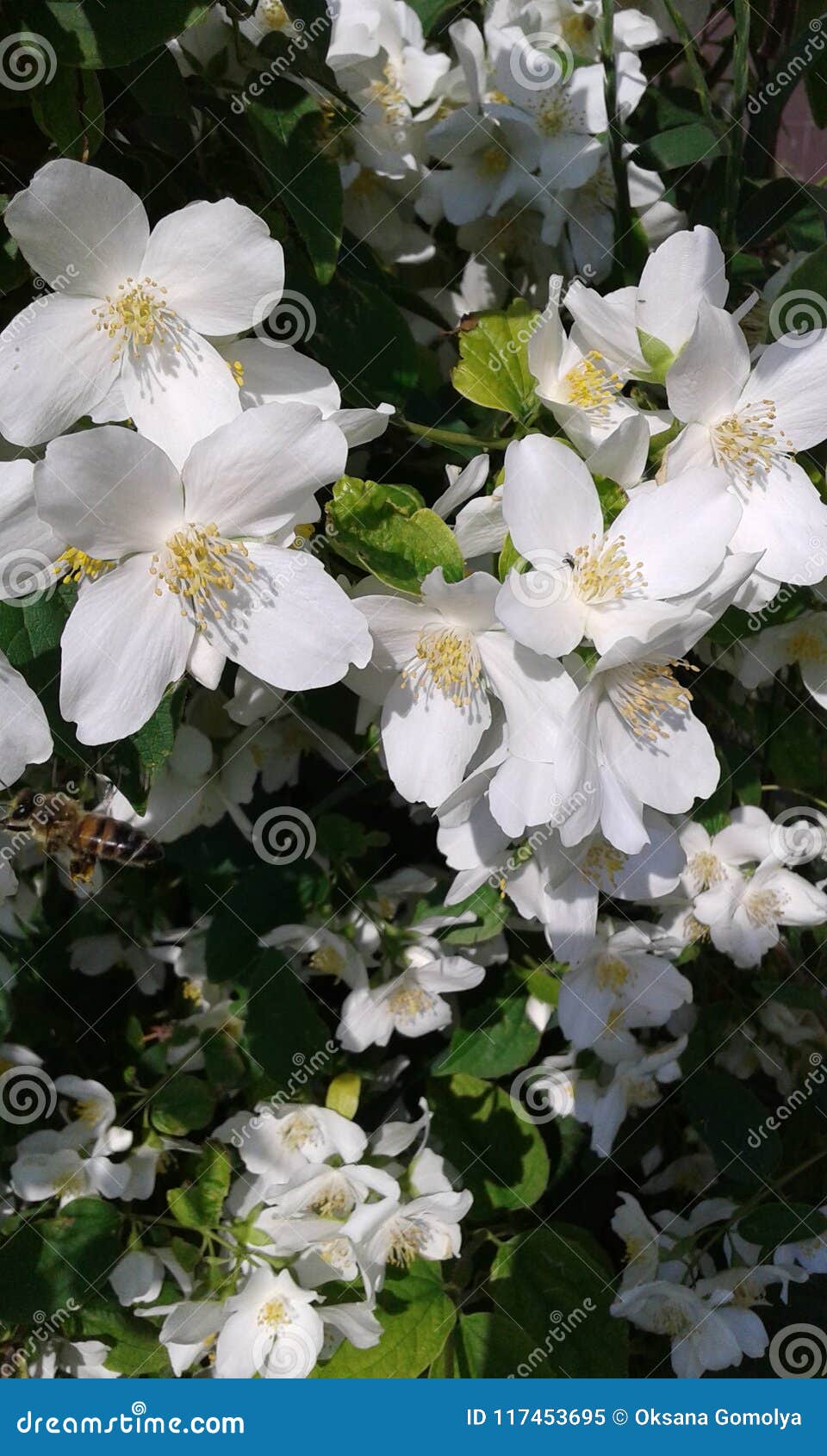 Jasmine bush. Summer stock image. Image of flower, sammer 117453695