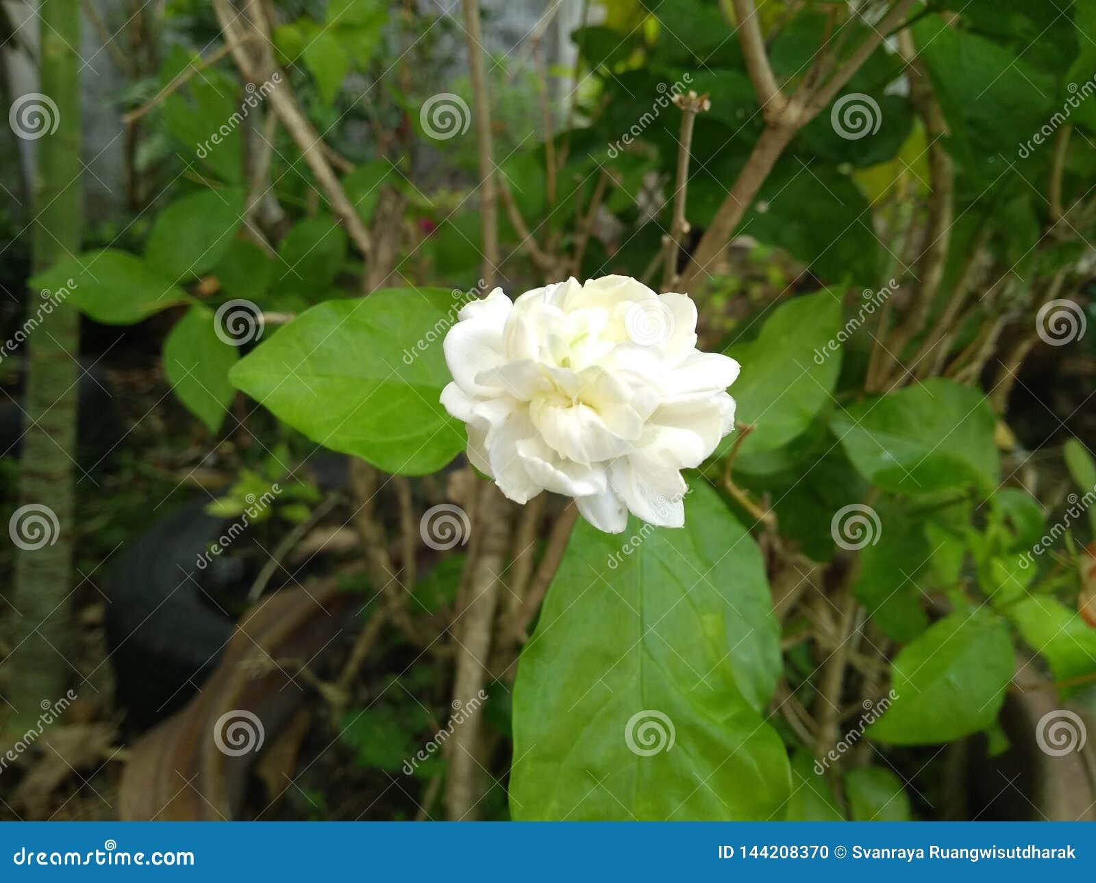 The Jasmine Flower is Bloom. Stock Photo Image of jasmine, flower
