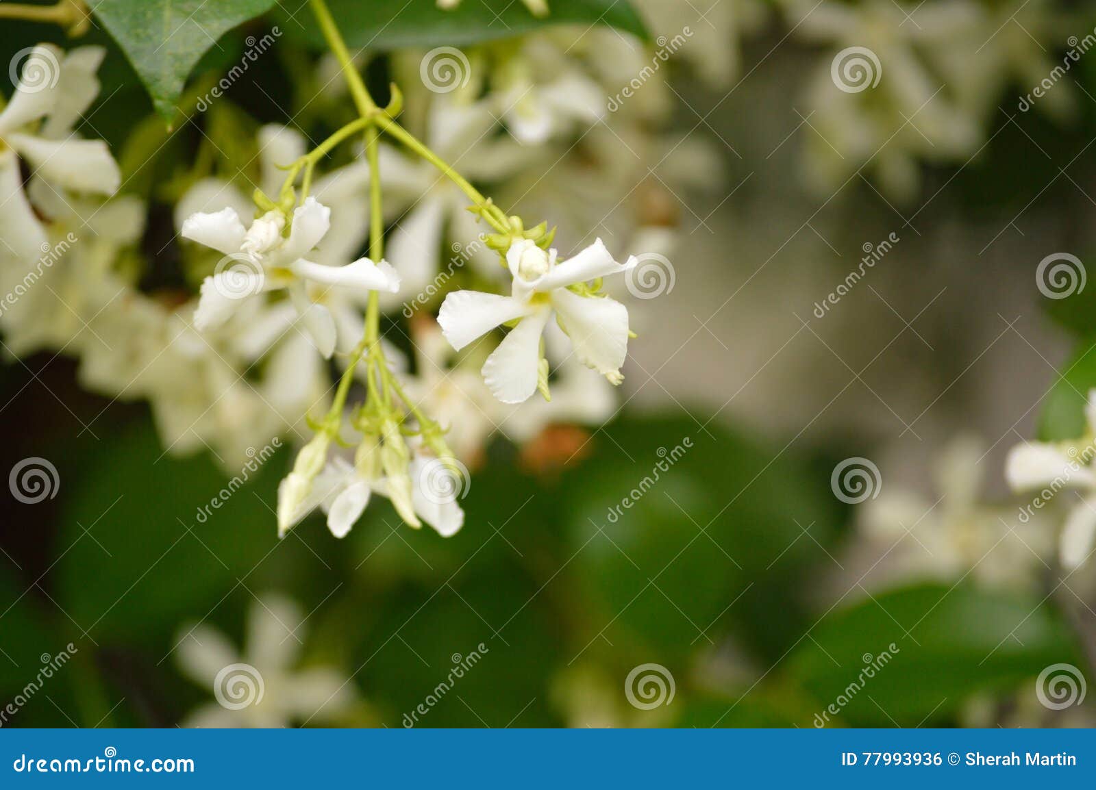 Jasmine flower blooms stock photo. Image of floral, simple 77993936