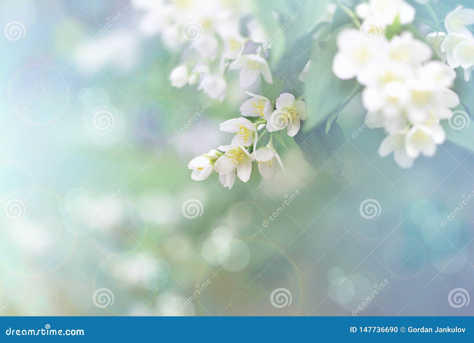 Jasmine Flower, Branch of Beautiful Jasmine Flowers Stock Photo Image