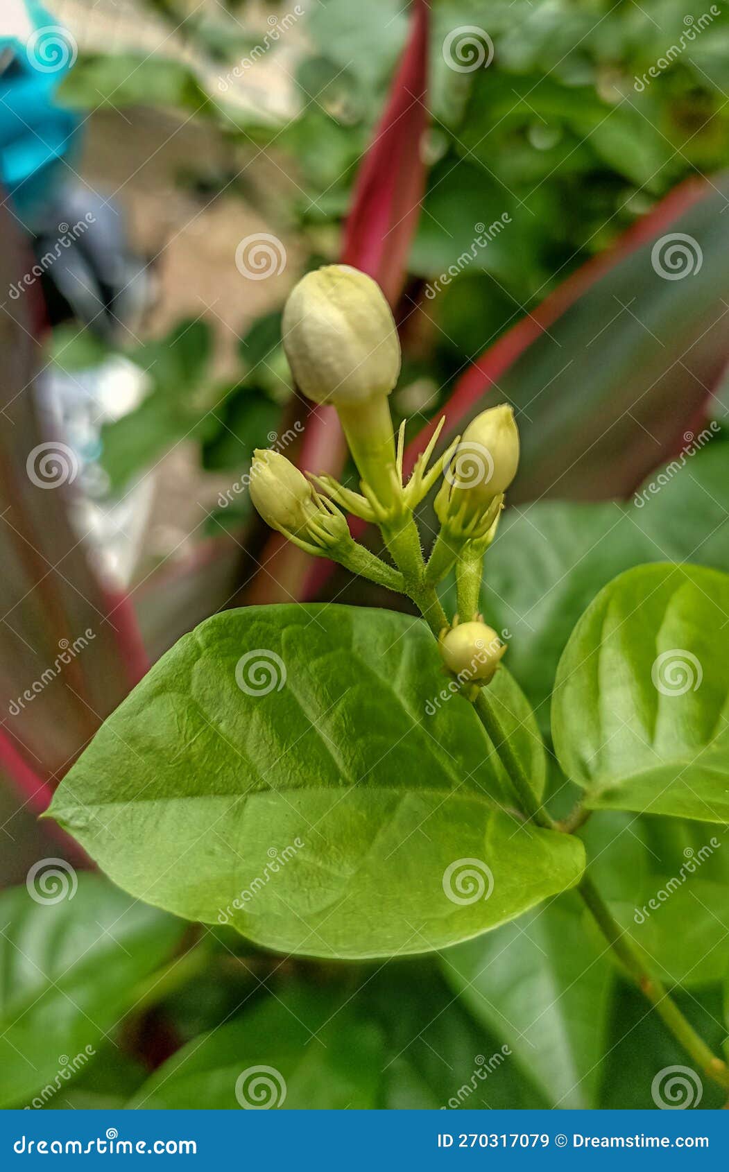 Jasmine Flower Buds that Look Fresh and Beautiful Stock Image Image