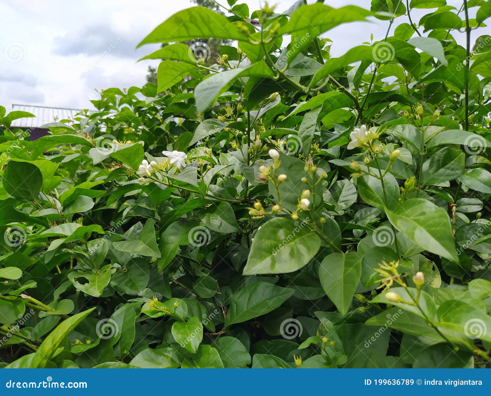 Jasmine Flower Good for Healty Stock Image Image of garden, jasmine