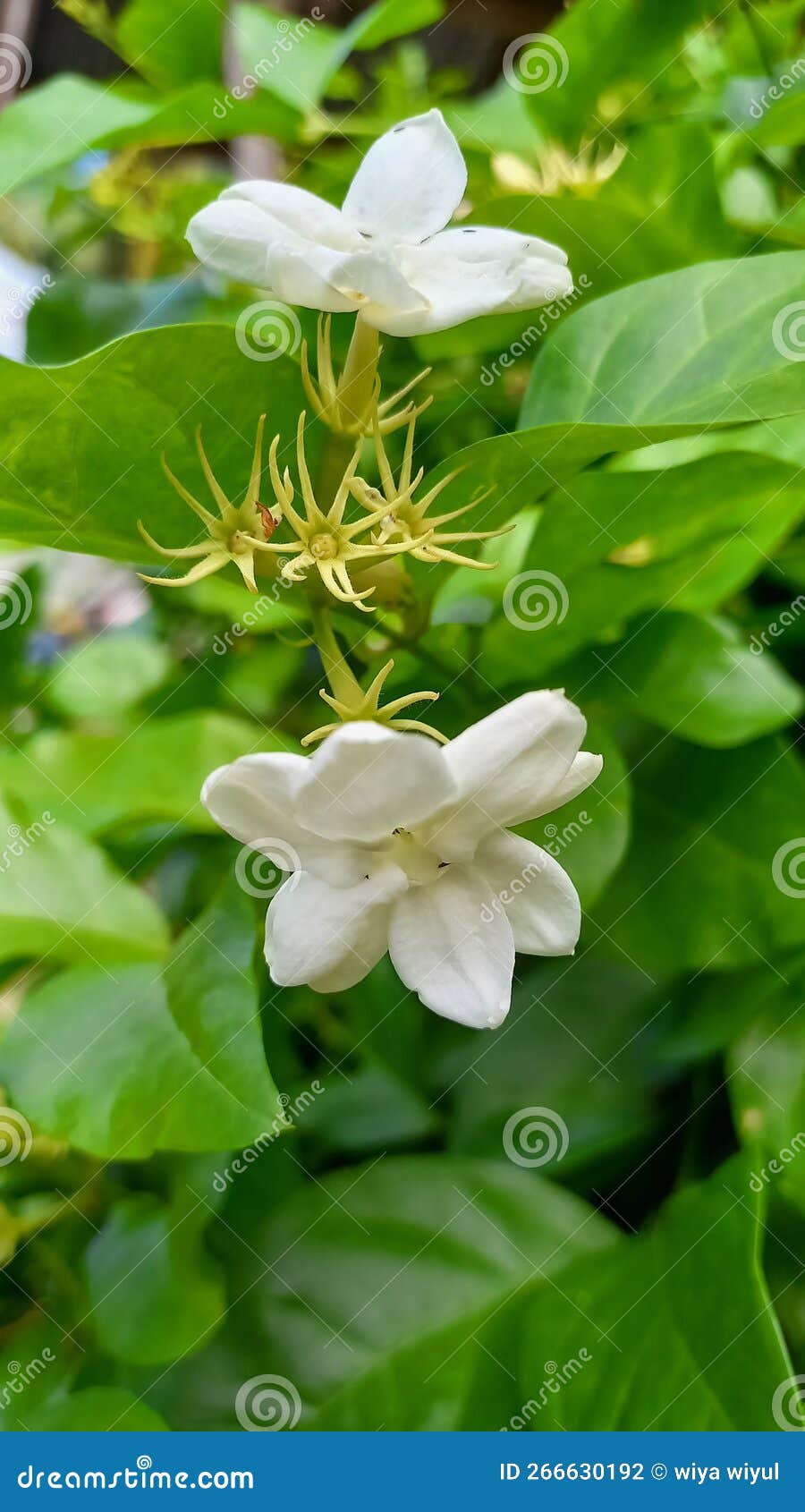 Jasmine Flower Herbal Plant Tea Stock Photo Image of plant, herbal