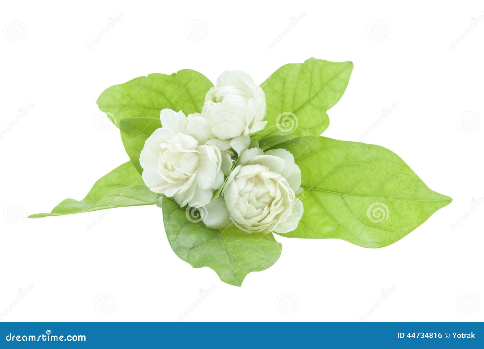 Jasmine flower and leaves stock photo. Image of green 44734816