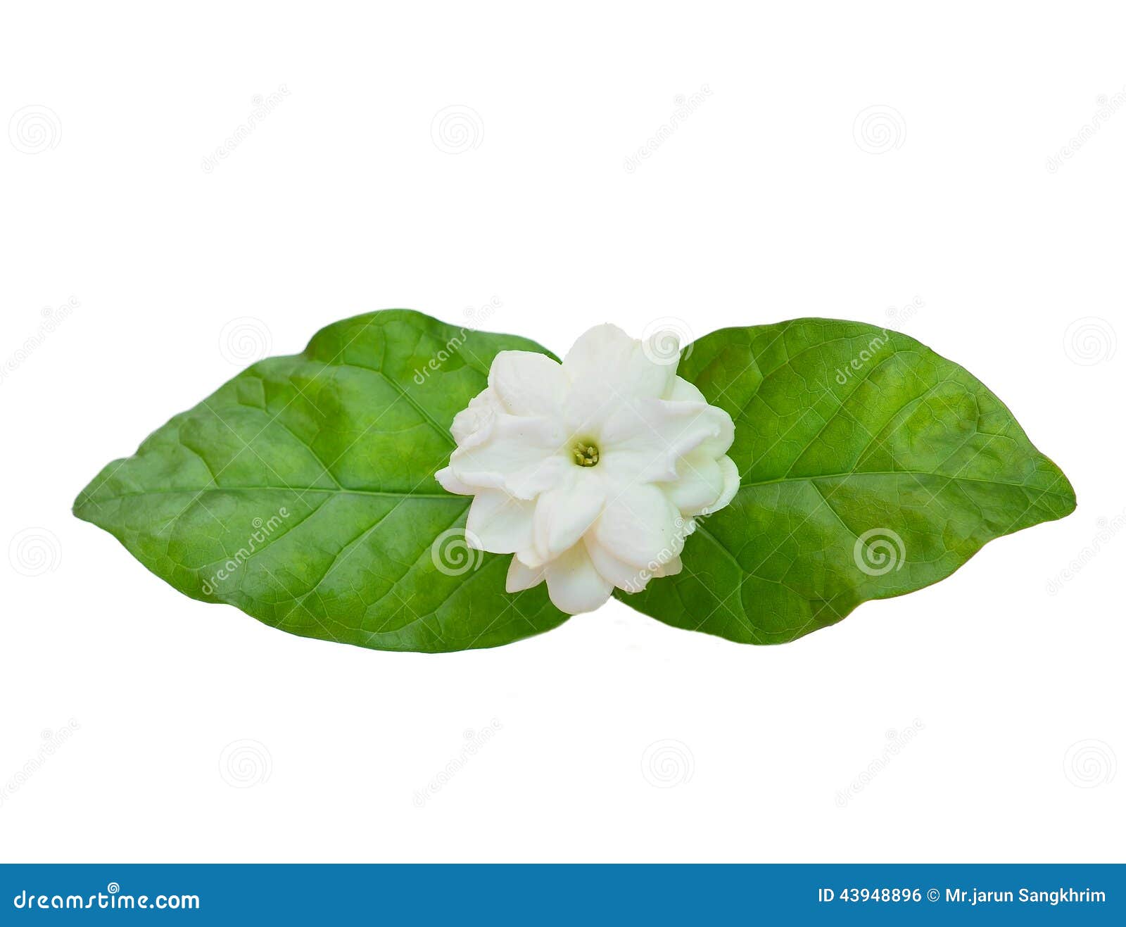 Jasmine flower with leaves stock photo. Image of closeup 43948896