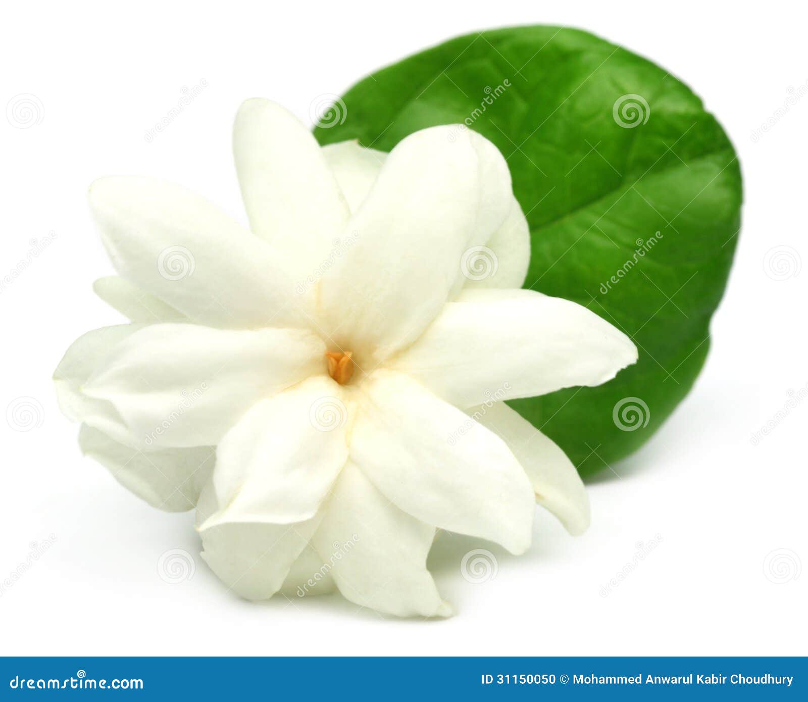 free clip art jasmine flower - photo #32