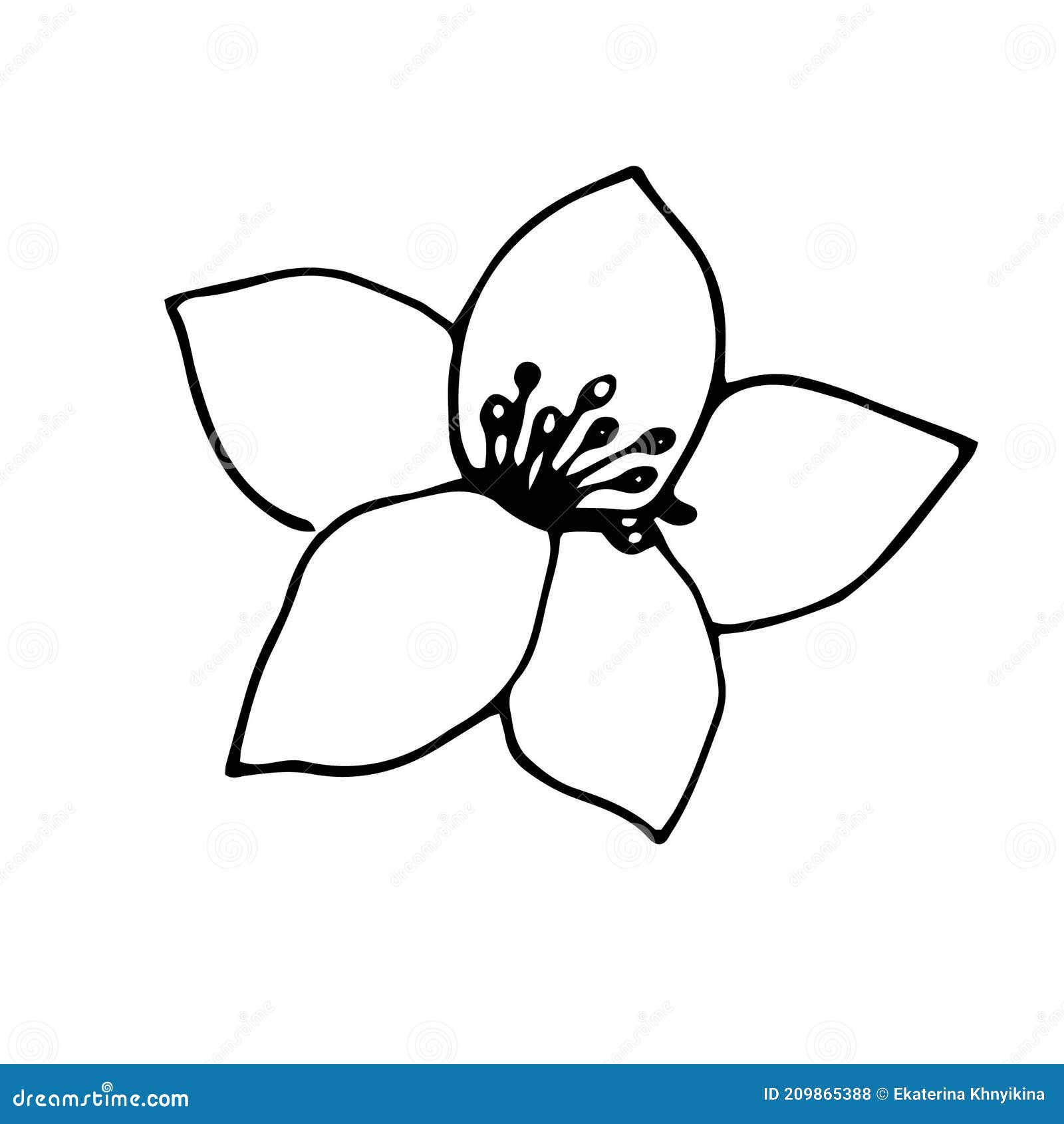 Jasmine Flower, Vector Illustration, Hand Drawing Outline Sketch Stock