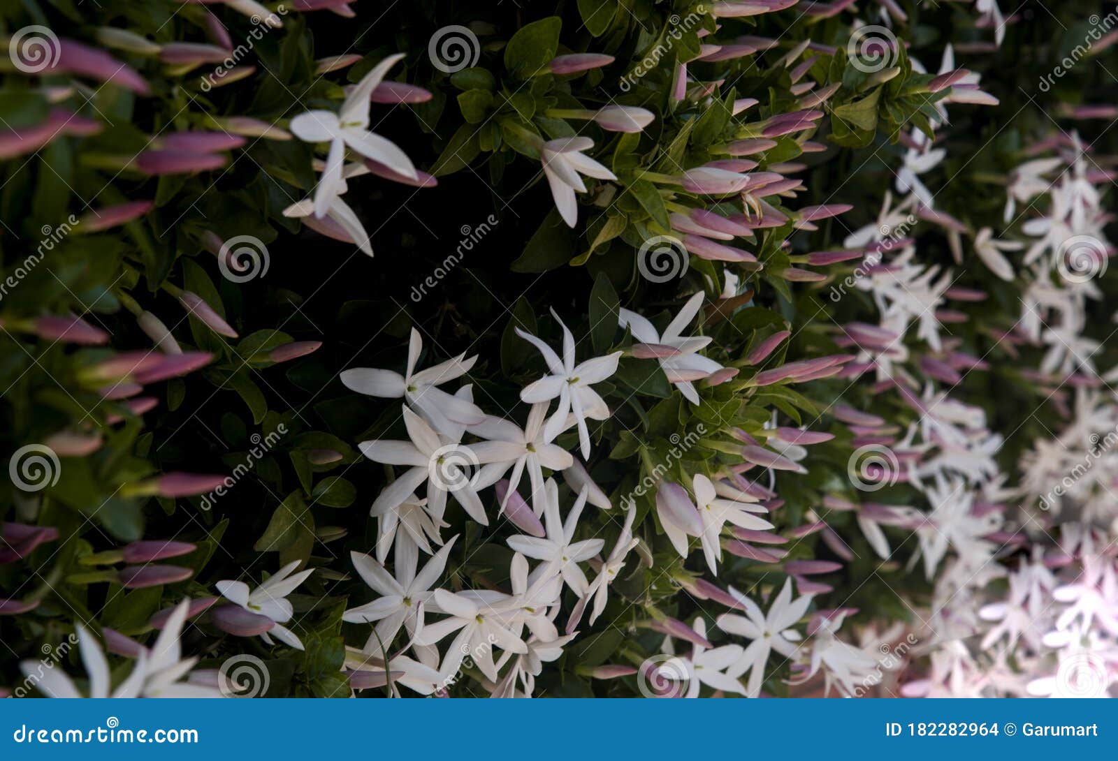 Jasmine Flower on Wall Facade Stock Photo Image of street