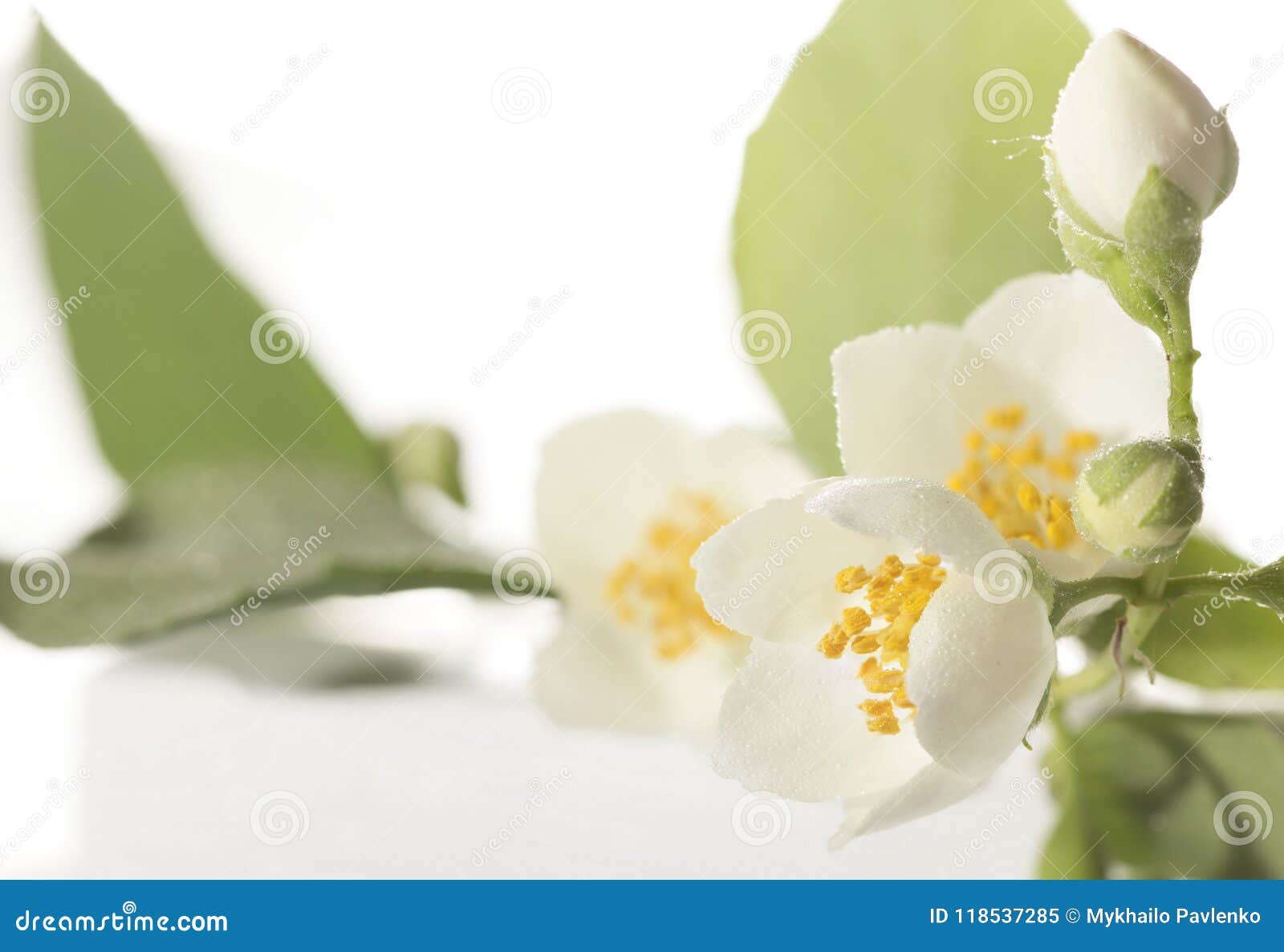 jasmine flower on the white background,select focus