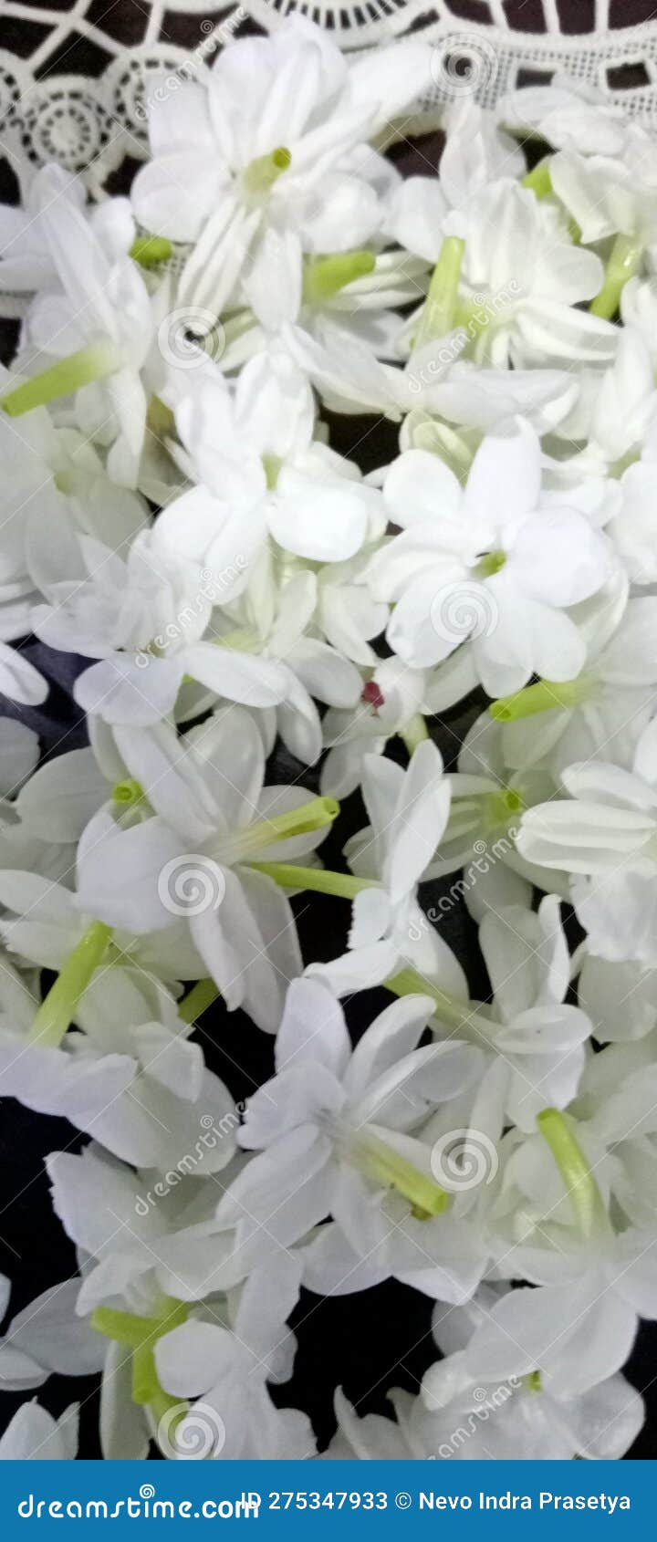 Jasmine Flower, White, Clean, Fragrant and Refreshing Stock Image