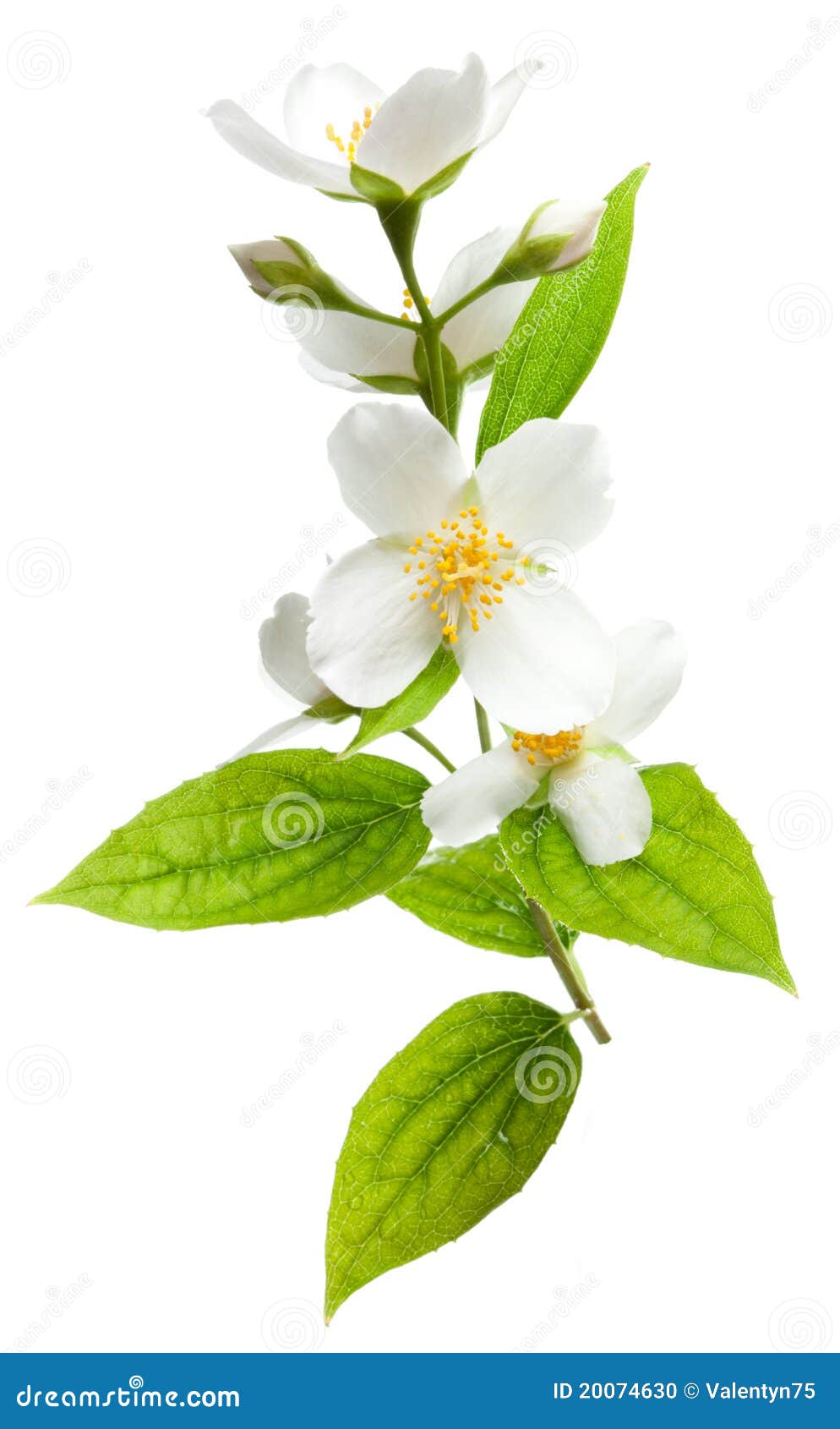 free clip art jasmine flower - photo #30