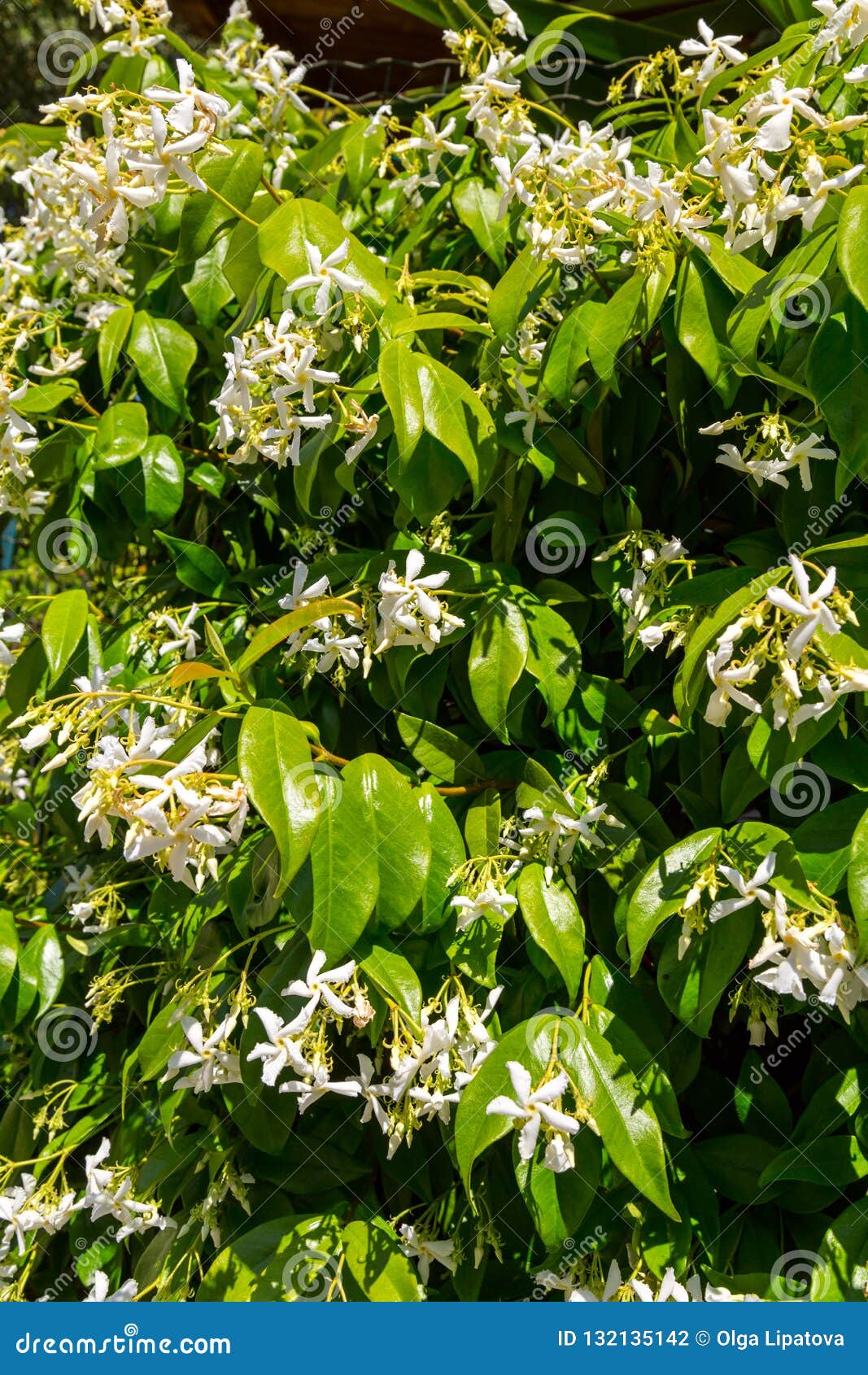 Jasmine flowers stock photo. Image of beautiful, bloom 132135142