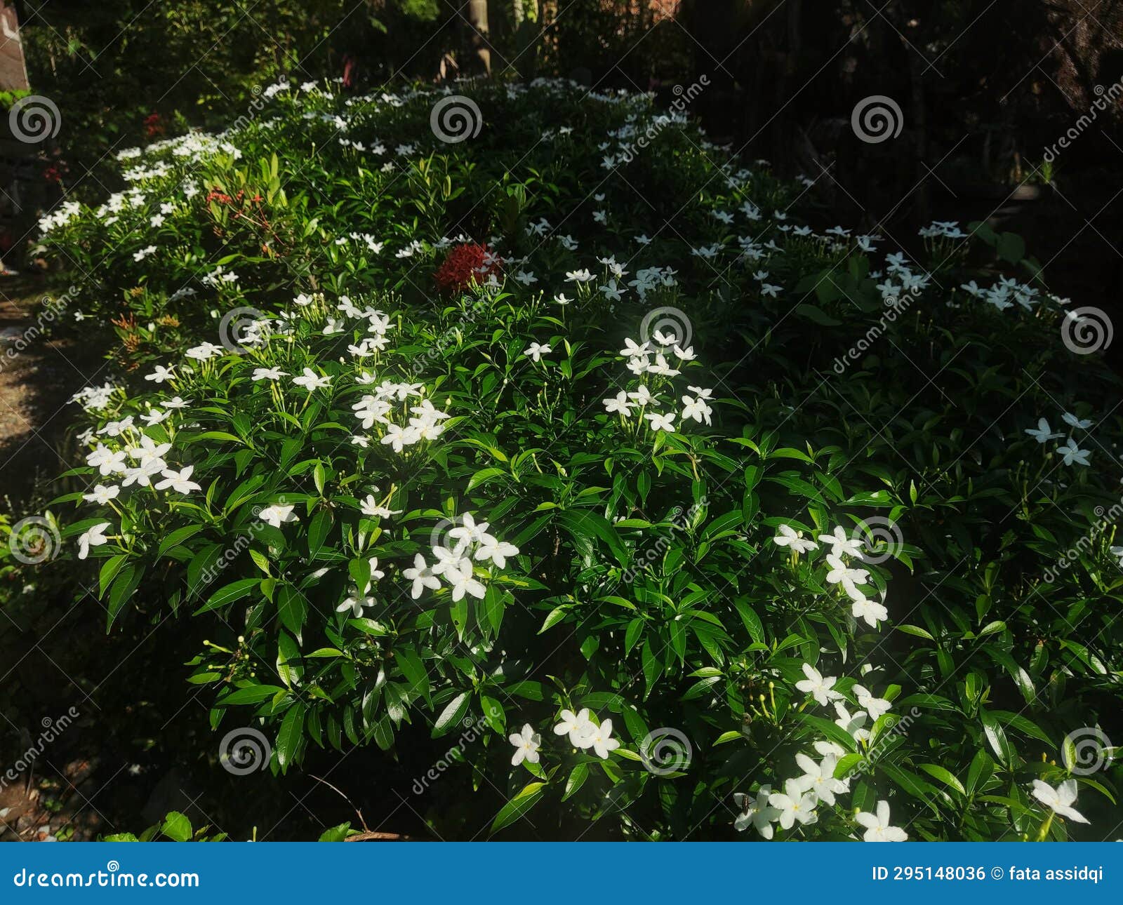 Jasmine Flowers are Blooming and Shining in the Sun Stock Photo - Image ...